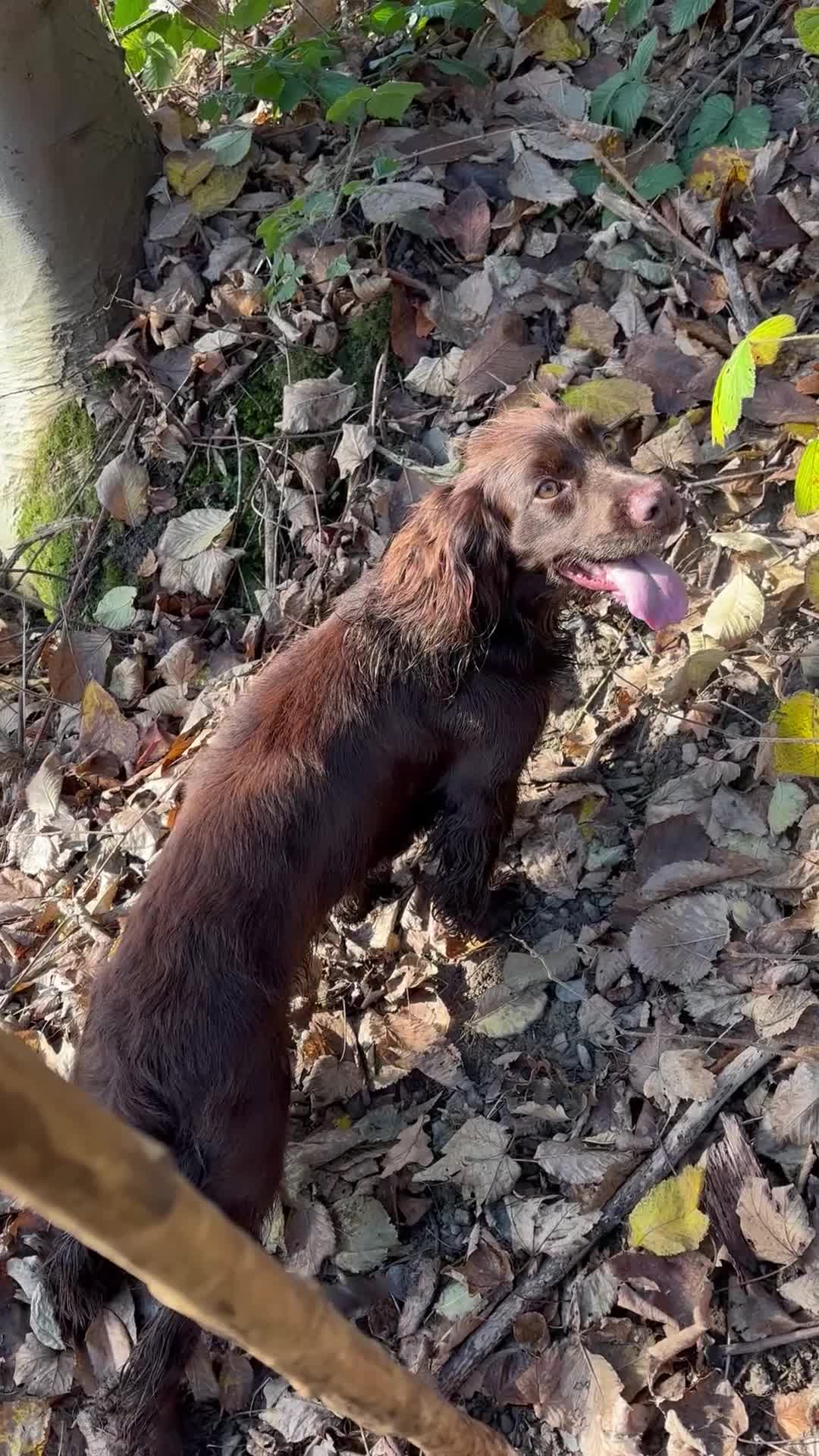 Cocker Spaniel dogs for sale: Last 2 Working Cocker Spaniel Pups - Video 2