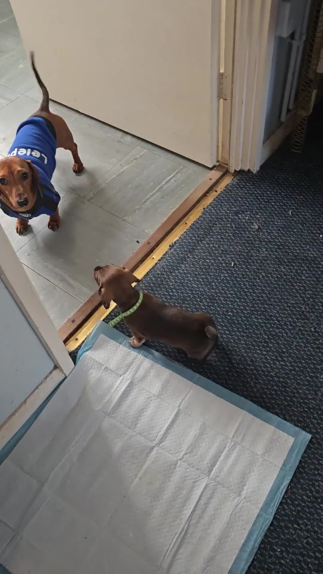 Miniature Dachshund dogs for stud: Miniature Dachshund for stud - Video 1
