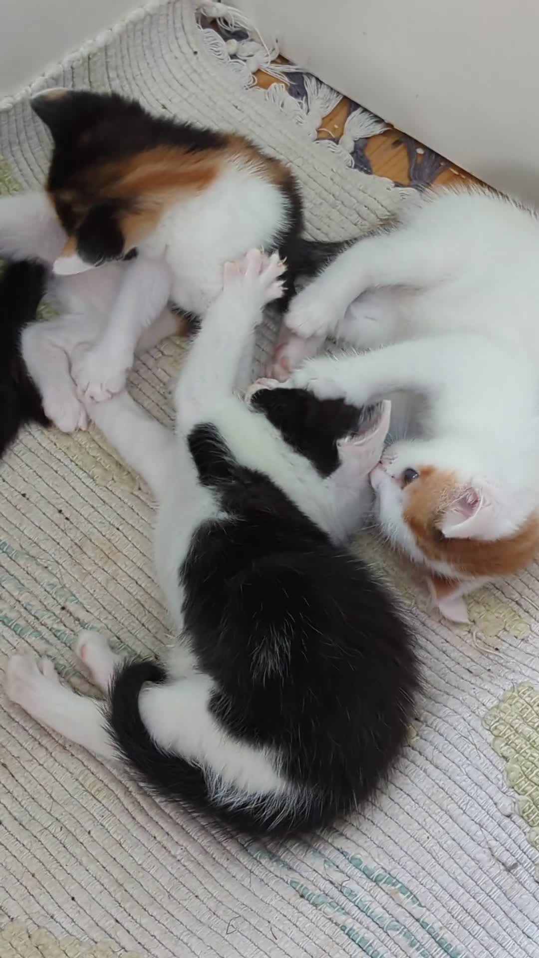 Mixed Breed cats for sale: Uniquely patterned calico kittens - Video 2