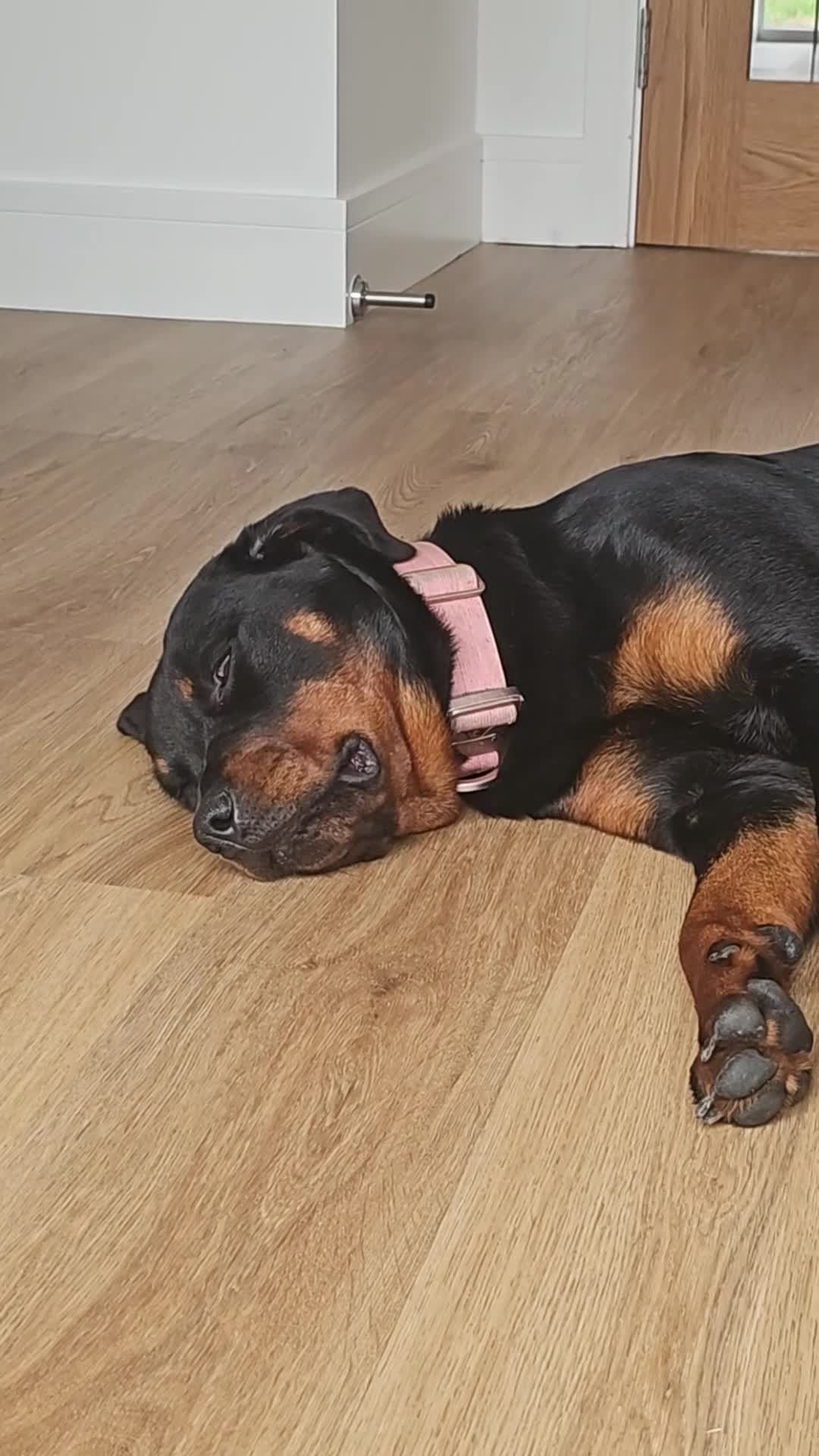 Rottweiler dogs for sale: Female rottweiler  in Romney Marsh - Video 1