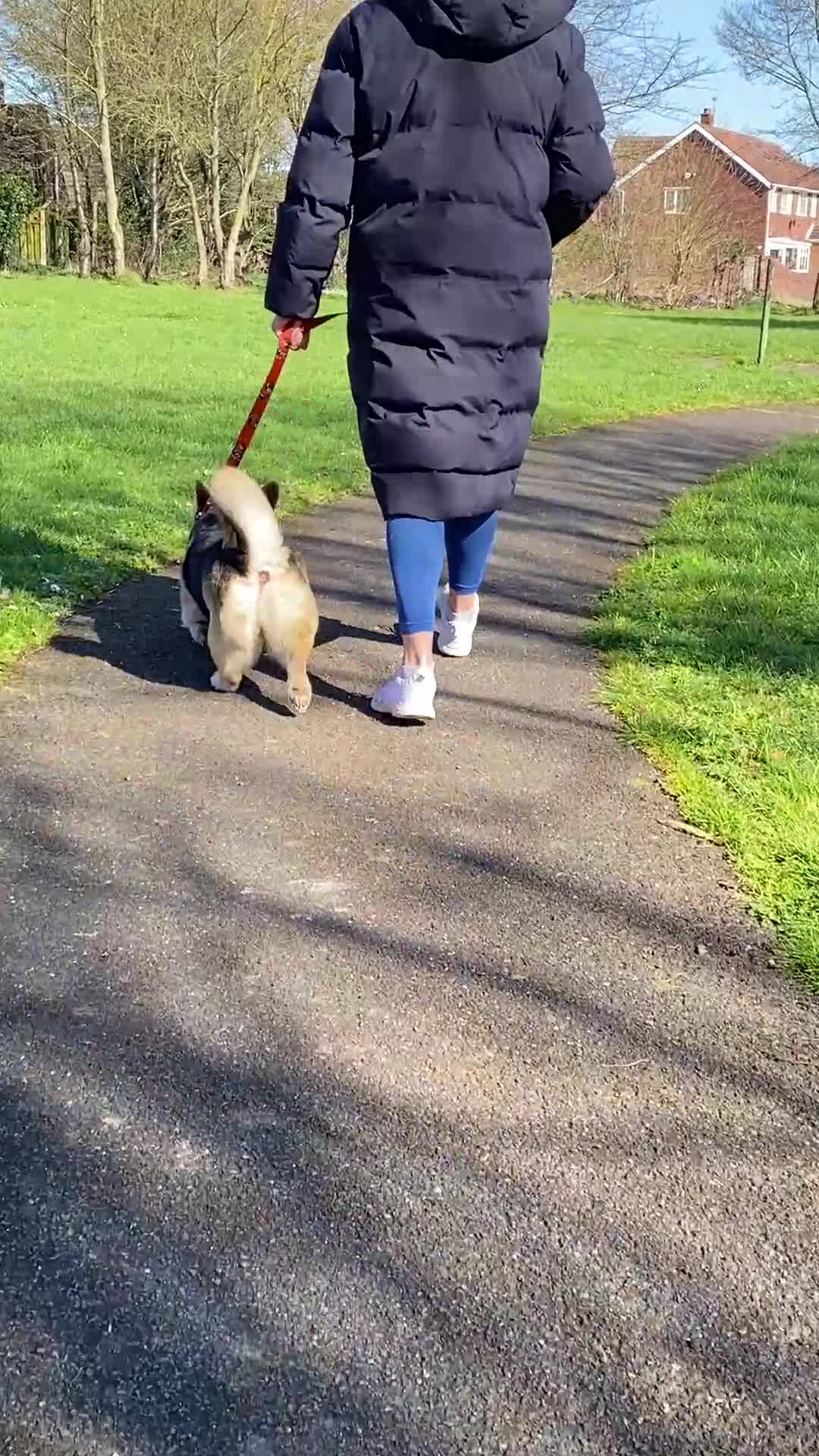 Welsh Corgi Pembroke dogs for sale: Welsh Corgi (Pembroke) - Video 1
