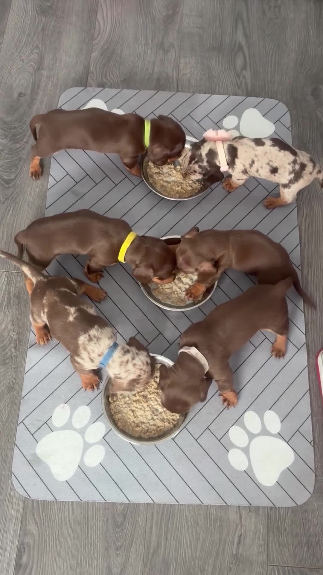 Miniature Dachshund dogs for sale: Miniature KC  dachshund puppies - Video 3