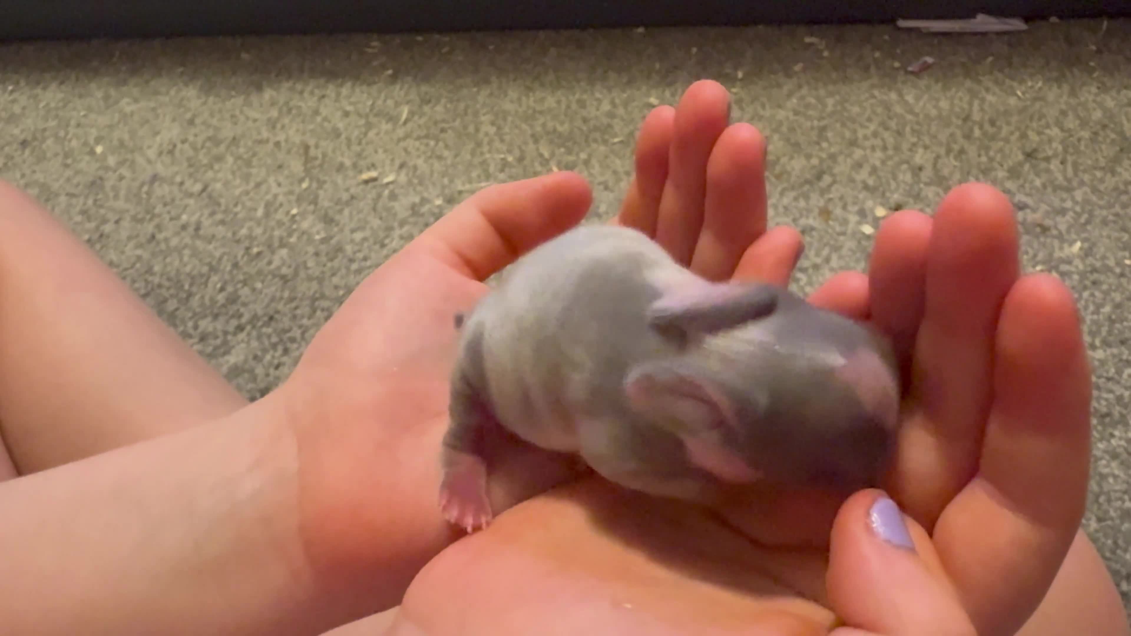Mini Lop rabbits for sale: Extremely friendly mini lop babies for sale  - Video 2