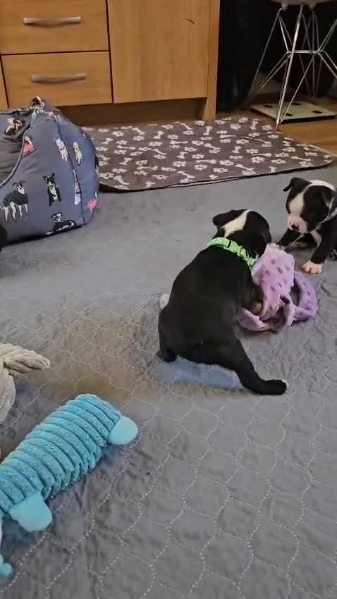 Boston Terrier dogs for sale: Boston Terrier 5* puppies - Video 2