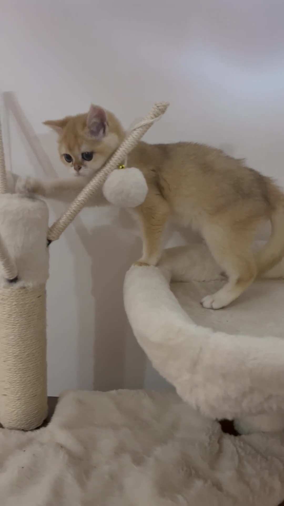 British Shorthair cats for sale: Rare Golden NY12 British Shorthair Boy - Video 1