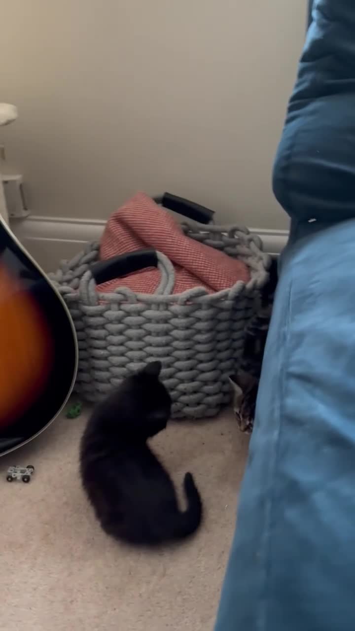 Mixed Breed cats for sale: Seven Tiny Adventures Waiting for Their Families - Video 5