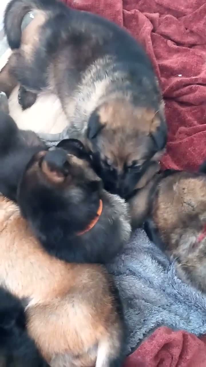 German Shepherd dogs for sale: Ready 2 go.!! Full blooded German shepherds.  in Billingham - Video 1