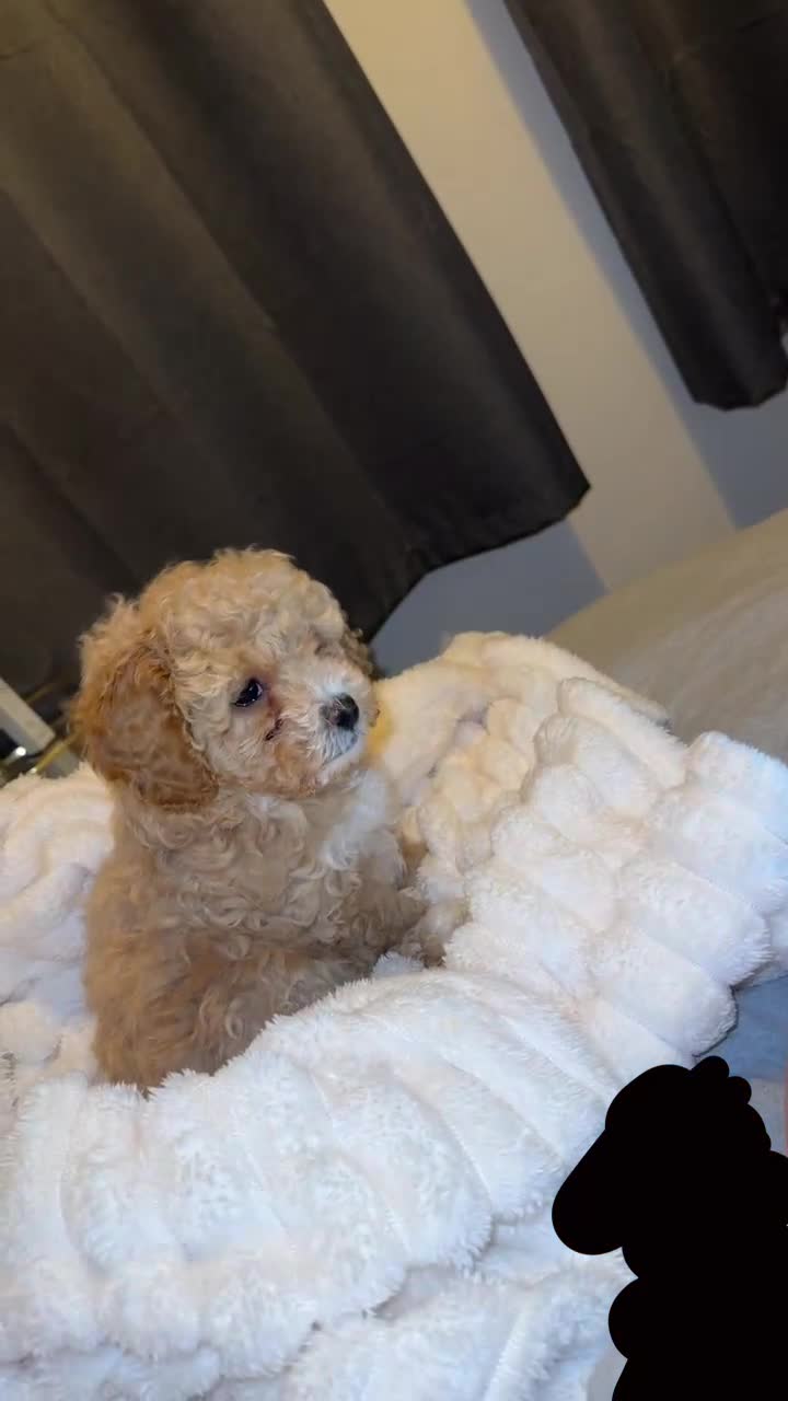 Shihpoo dogs for sale: Female Shihpoo in Walsall - Video 1