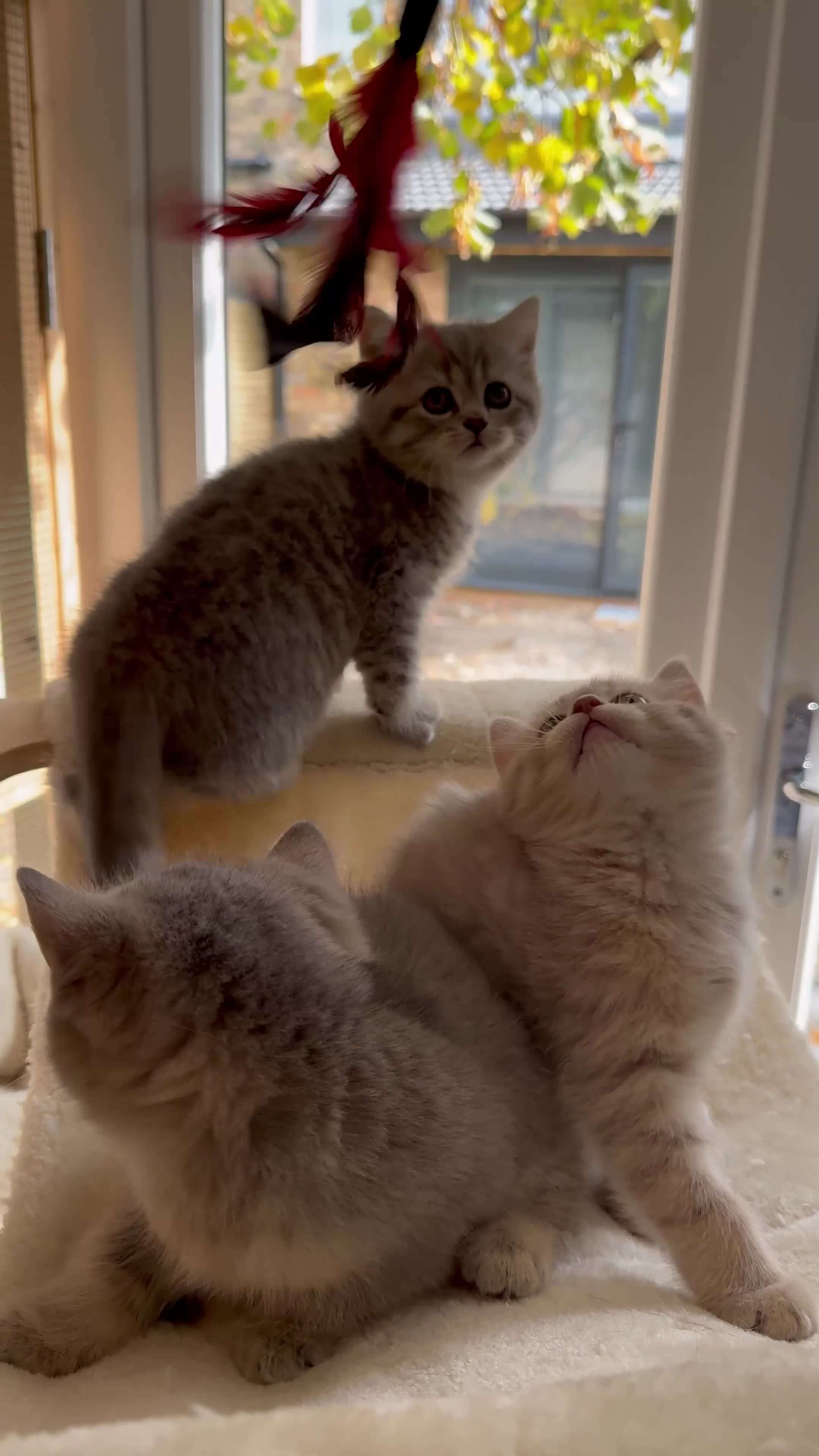 Scottish Fold cats for sale: Pedigree Scottish fold and straight kittens - Video 3