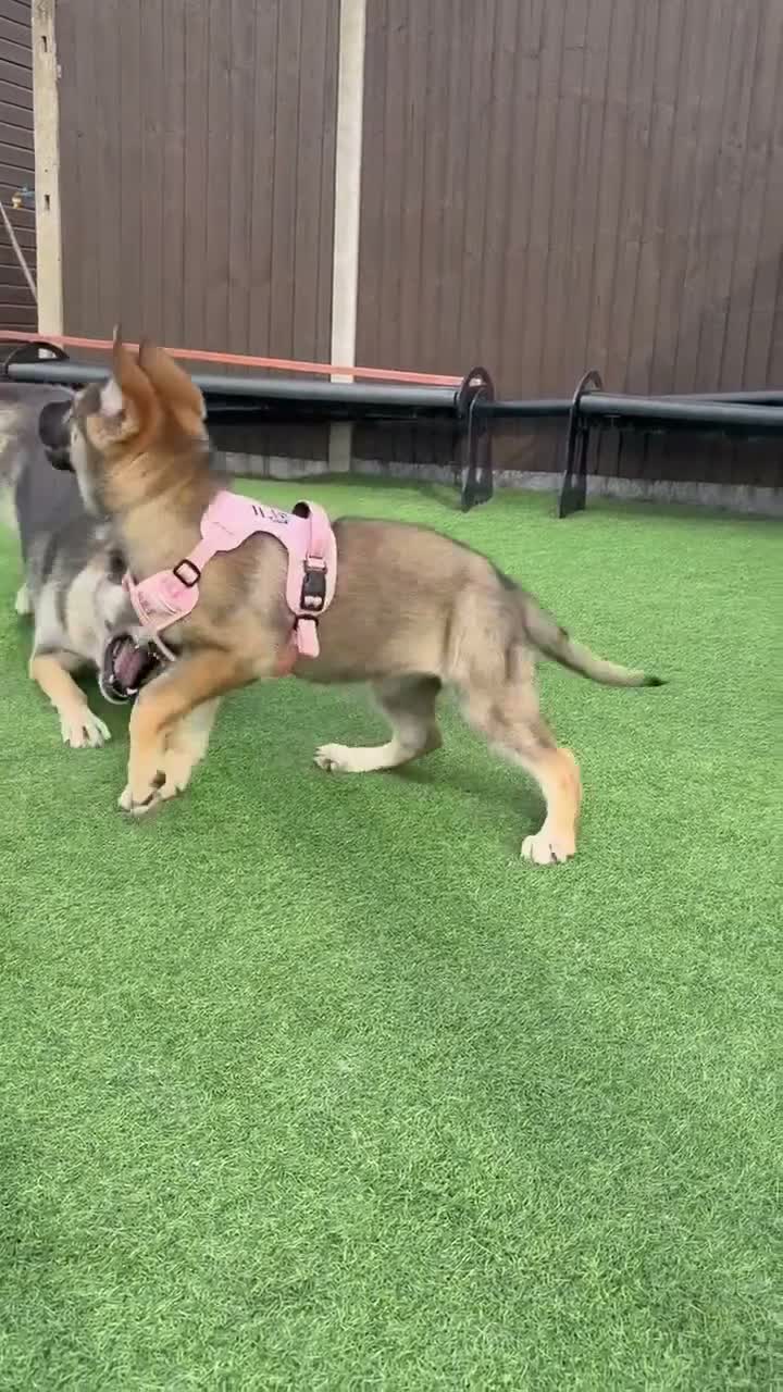 German Shepherd dogs for sale: 5Star⭐️Original Straight-Back German Shepherds  - Video 4