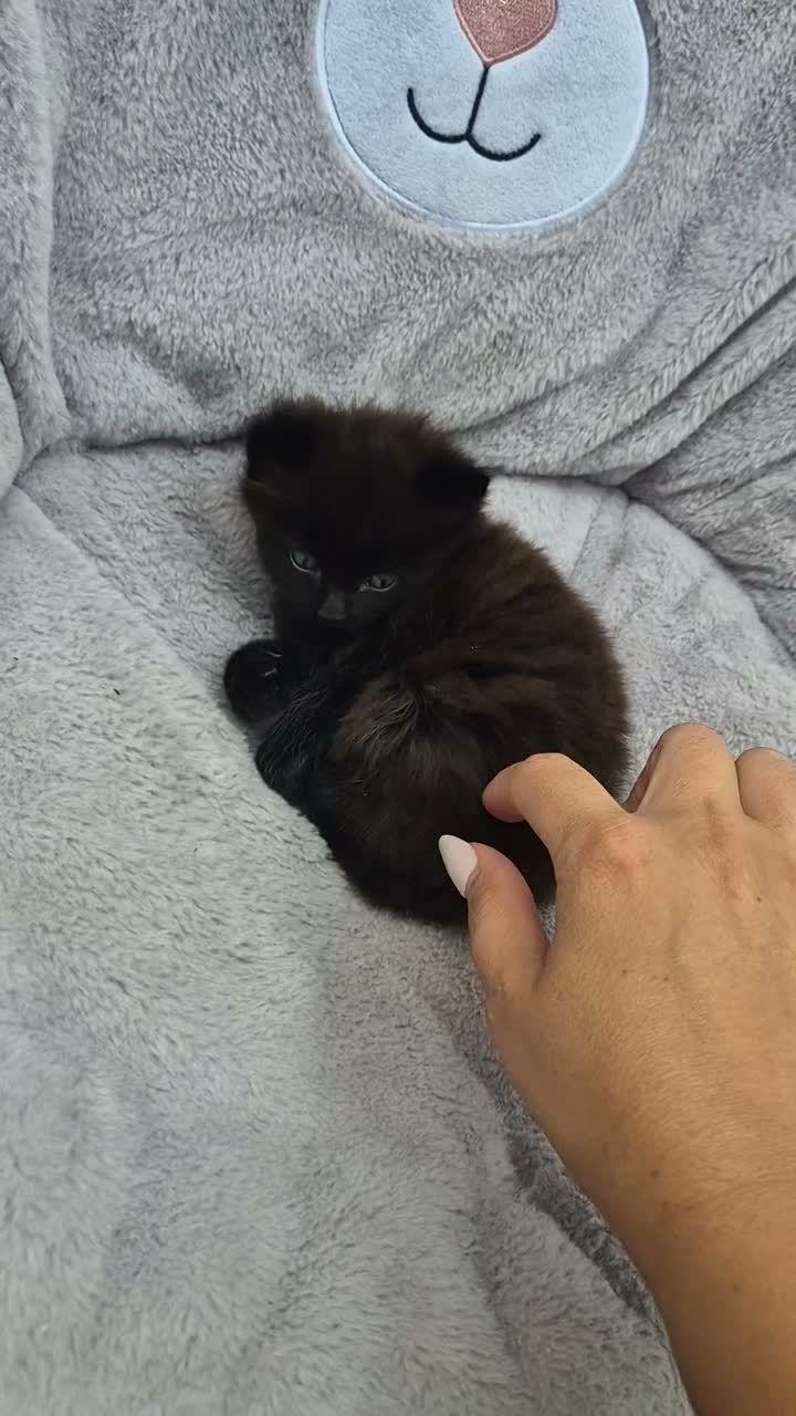 Mixed Breed cats for sale: Black fluffy male kitten - Video 1