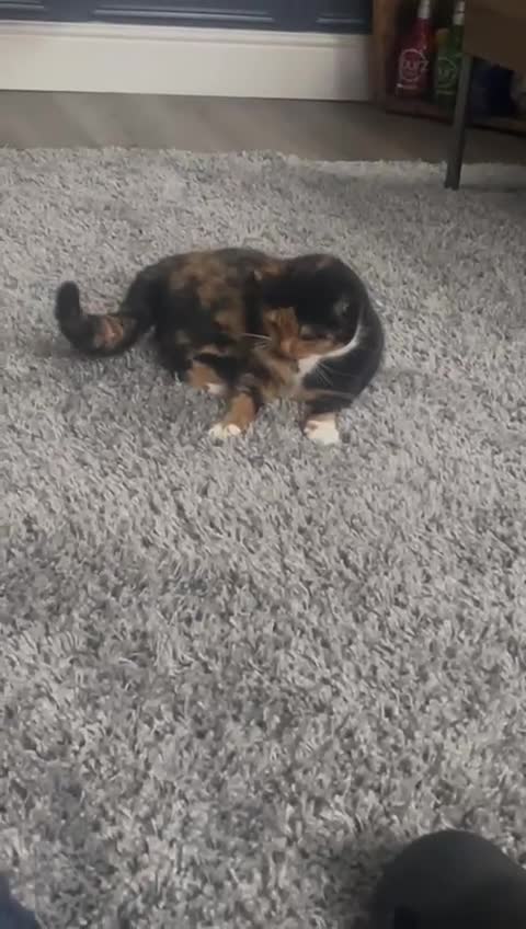 Domestic Shorthair cats for sale: Re home female cat in Gateshead - Video 1