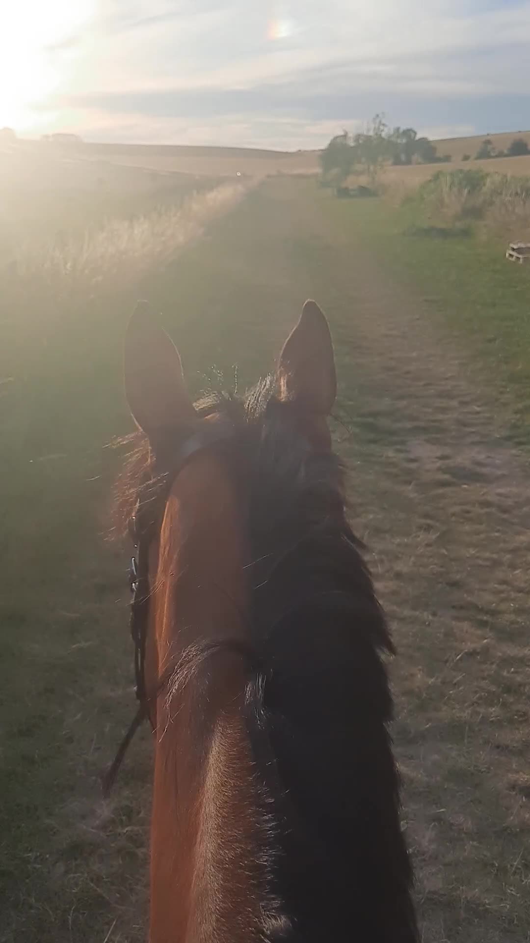 English Thoroughbred horses for sale: 9 year old TB Gelding Bay - Video 2
