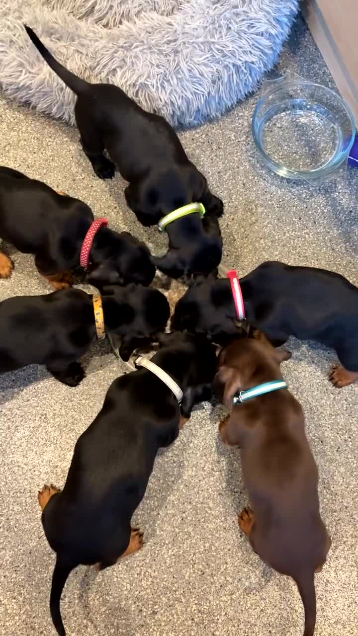 Mixed Breed dogs for sale: Docker Puppies For Sale🐶 - Video 1
