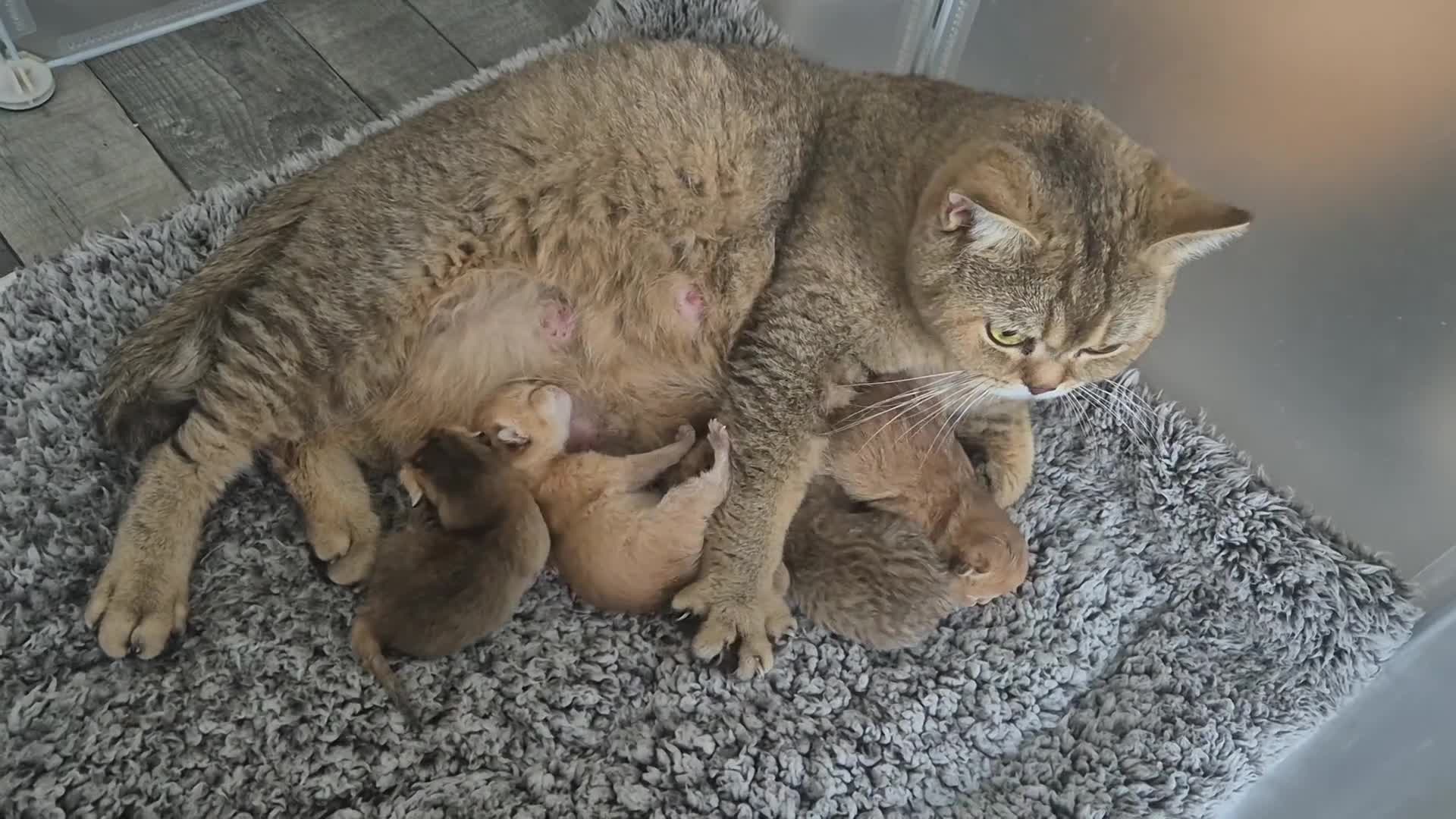 British Shorthair cats for sale: Tica reg Golden Shaded British shorthair kittens. - Video 1