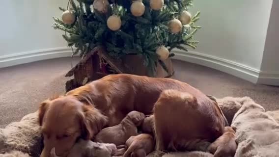 Golden Retriever dogs for sale: Golden retriever puppies  - Video 4