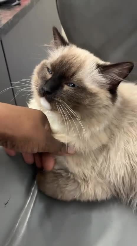 Ragdoll cats for sale: Blue Tabby Point Mitted Ragdoll  - Video 1