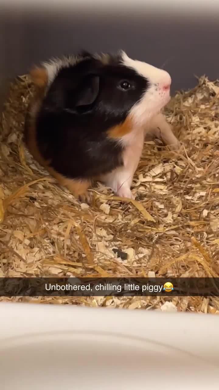 Guinea Pig rodents for sale: 2 beautiful male guinea pigs - Video 2