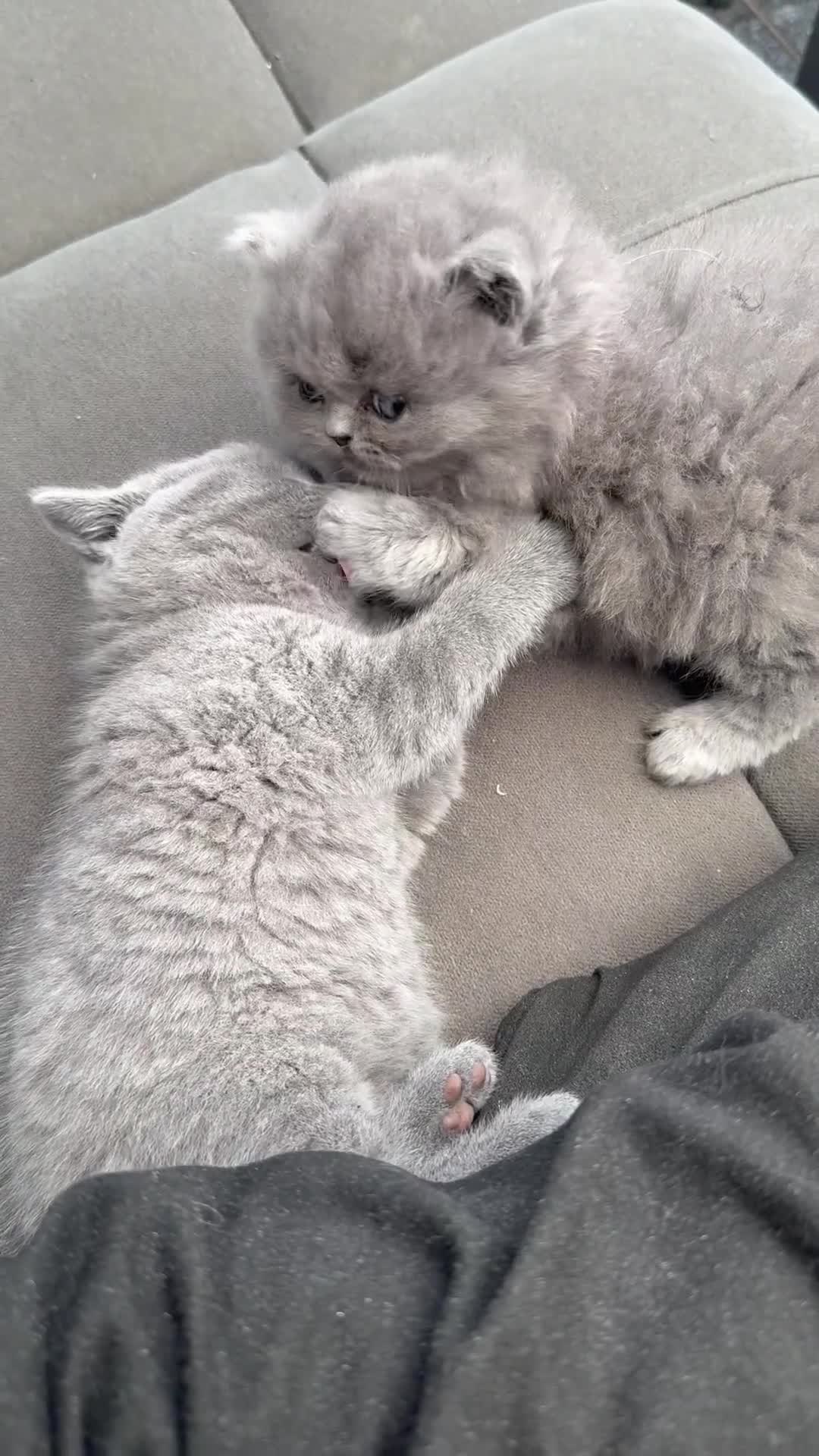 British Shorthair cats for sale: Gorgeous teddy BHS kitties from GCCF parents  - Video 2