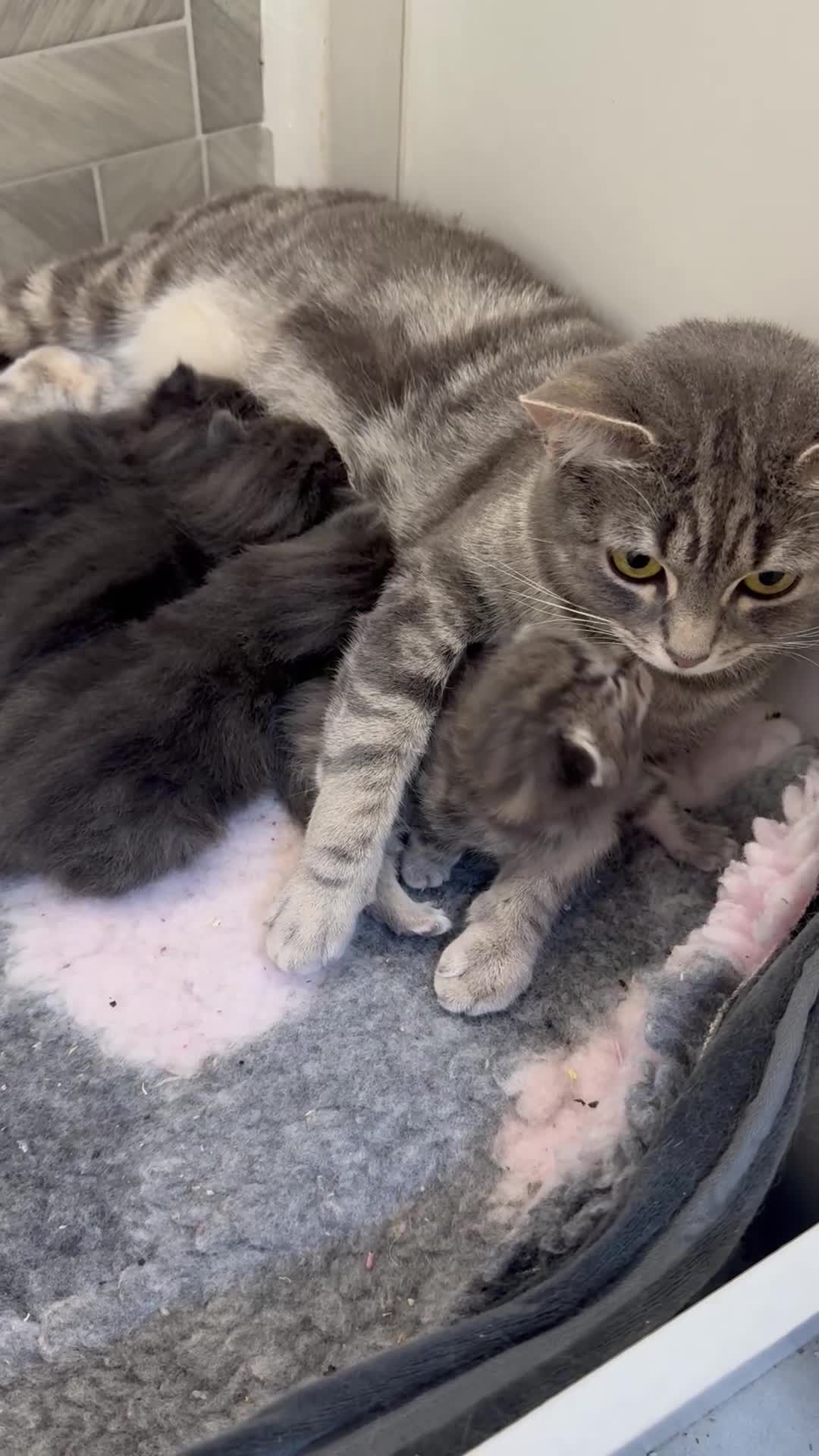 Mixed Breed cats for sale: Maine coon x Ragdoll/Bengal kittens - Video 3