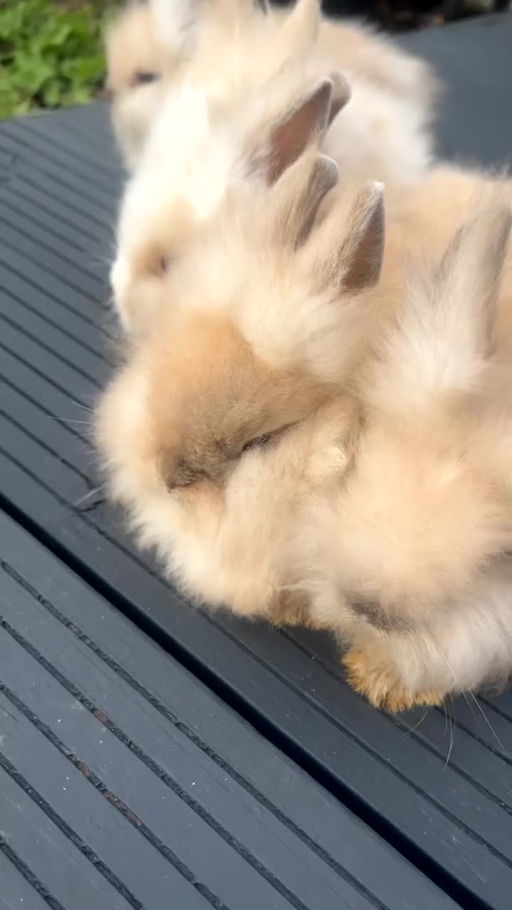 Lionhead rabbits for sale: Double maned Lionhead  - Video 1