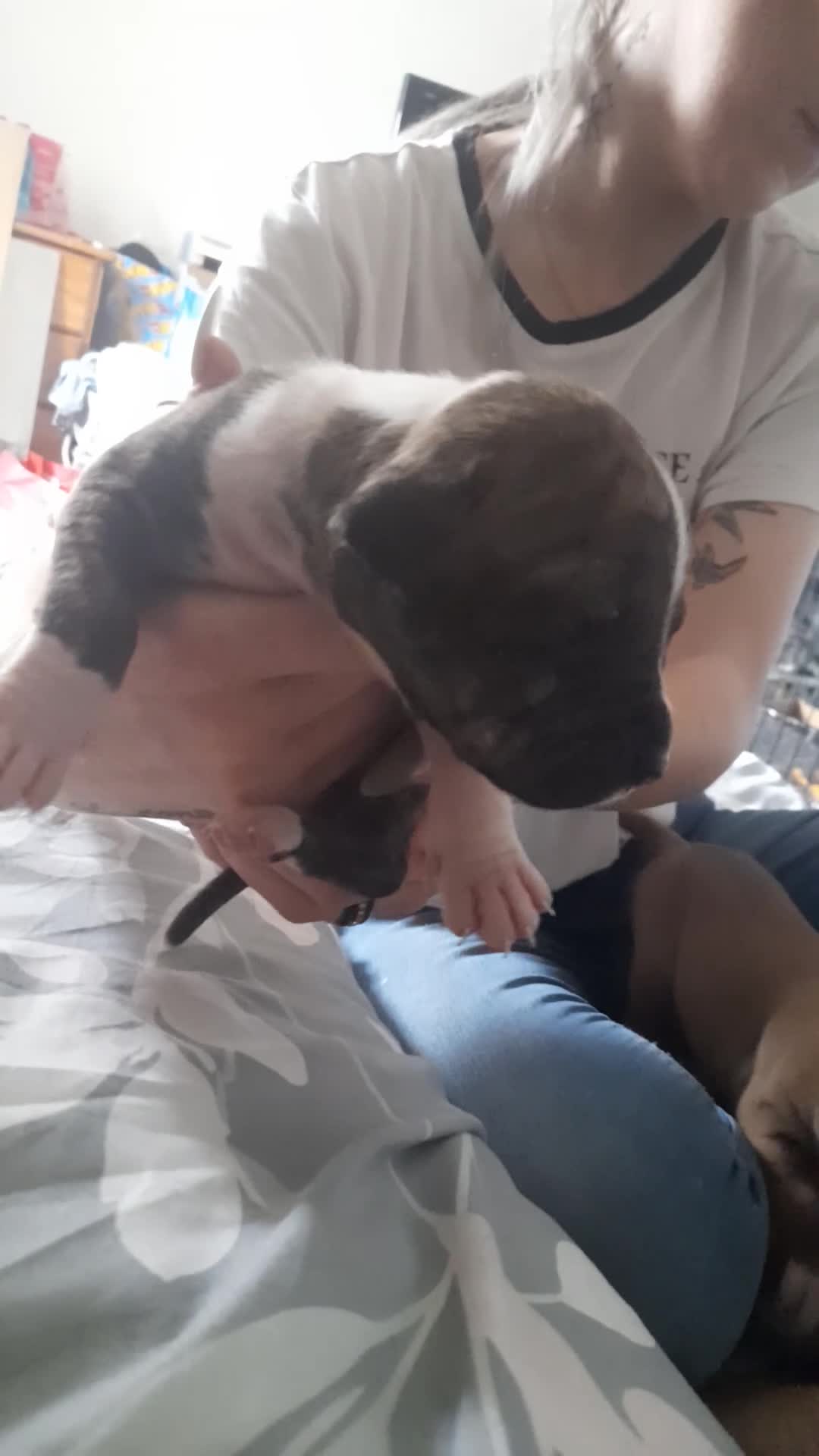Mixed Breed dogs for sale: 11 not 2, mesaage to book a viewing 5 boys 6 girls - Video 3