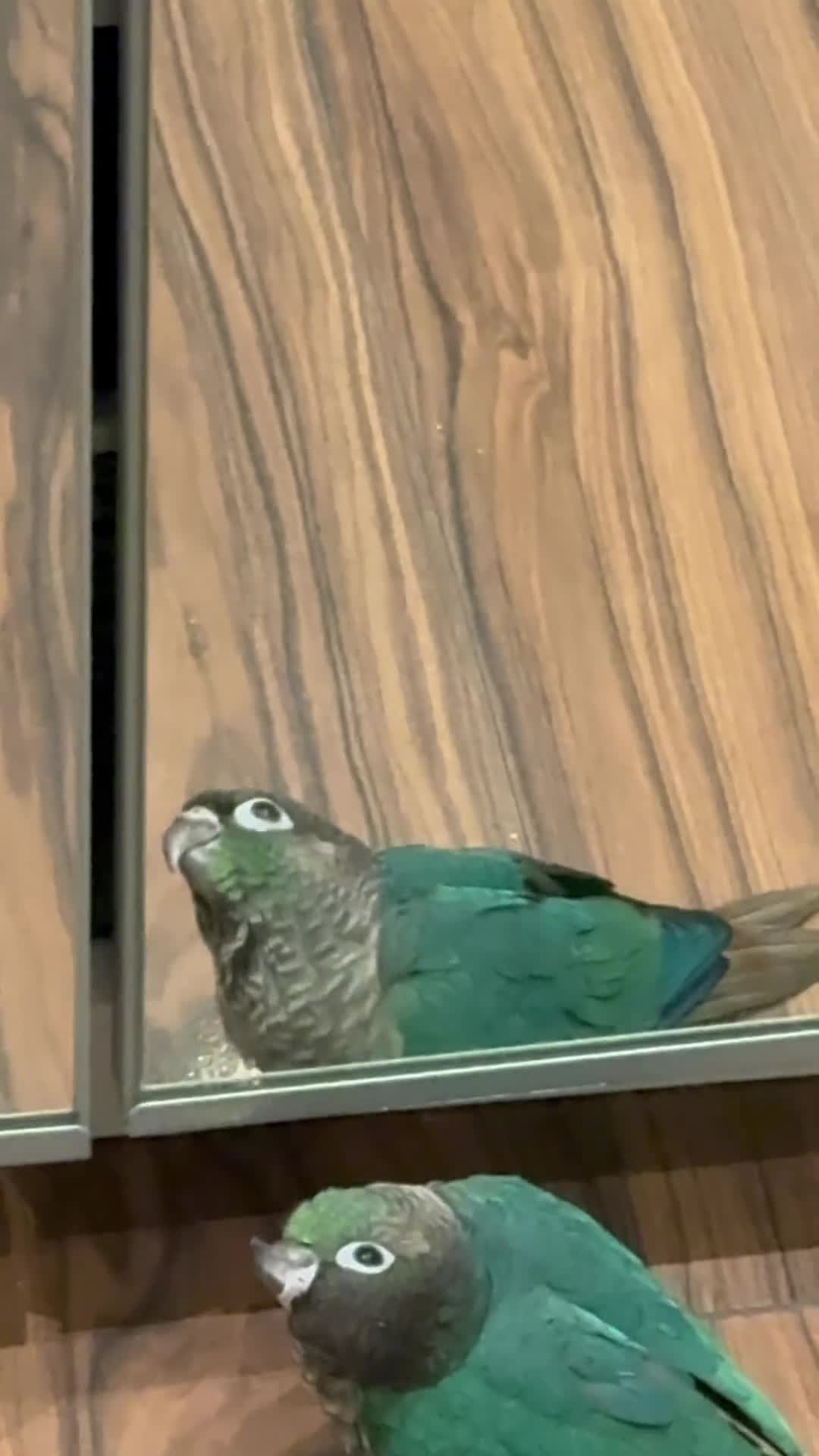 Conures birds for sale: 4 weeks old Hand tamed Conure- Male- New- Baby - Video 2