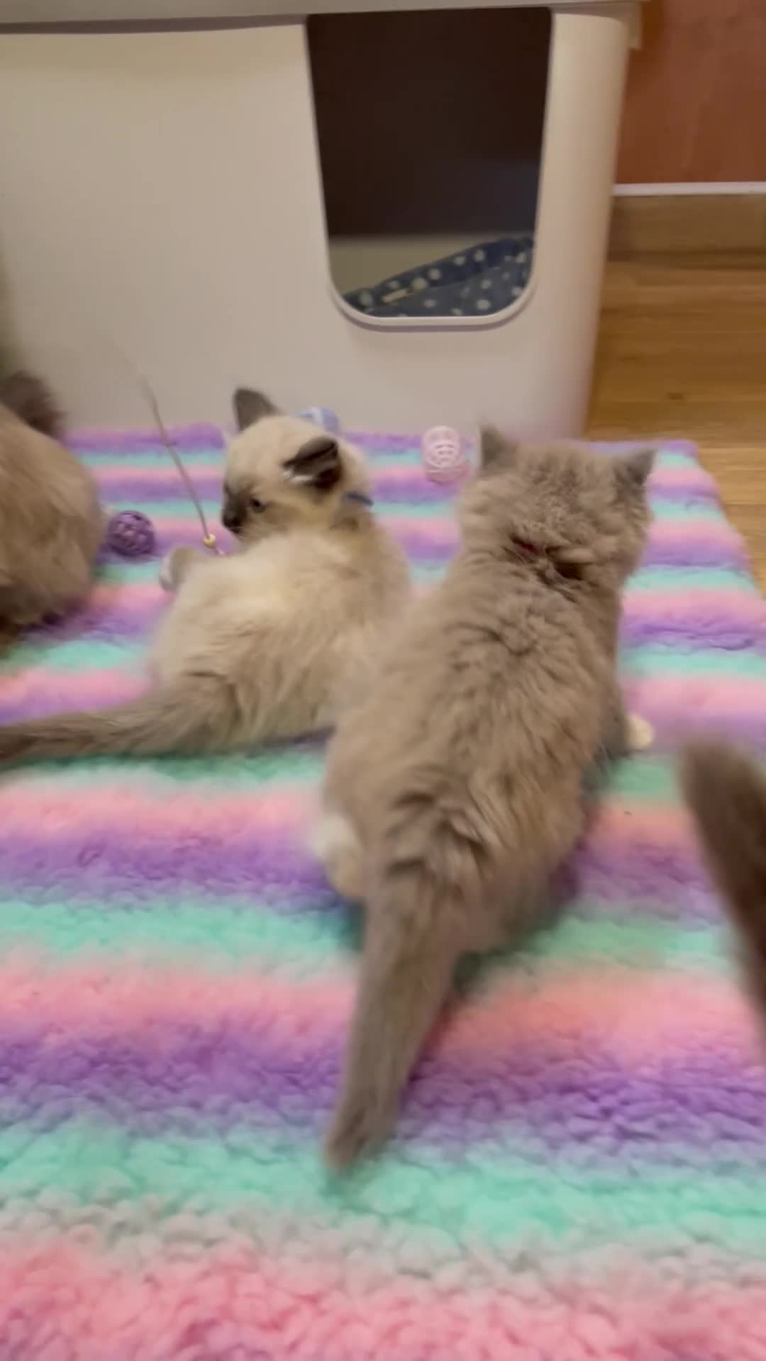 Ragdoll cats for sale: Beautiful Ragdolls  - Video 2