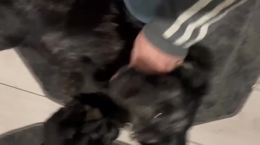 Cocker Spaniel dogs for sale: Beautiful Cockers  in Edinburgh - Video 2