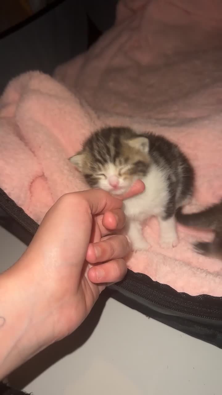 Mixed Breed cats for sale: 2 little girl kittens🩷 - Video 2