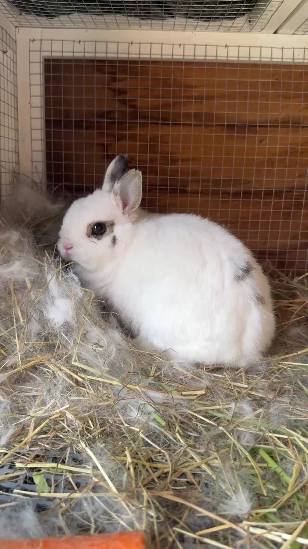Netherland Dwarf rabbits for sale: Adorable Baby Netherland Dwarf Rabbits - Video 2