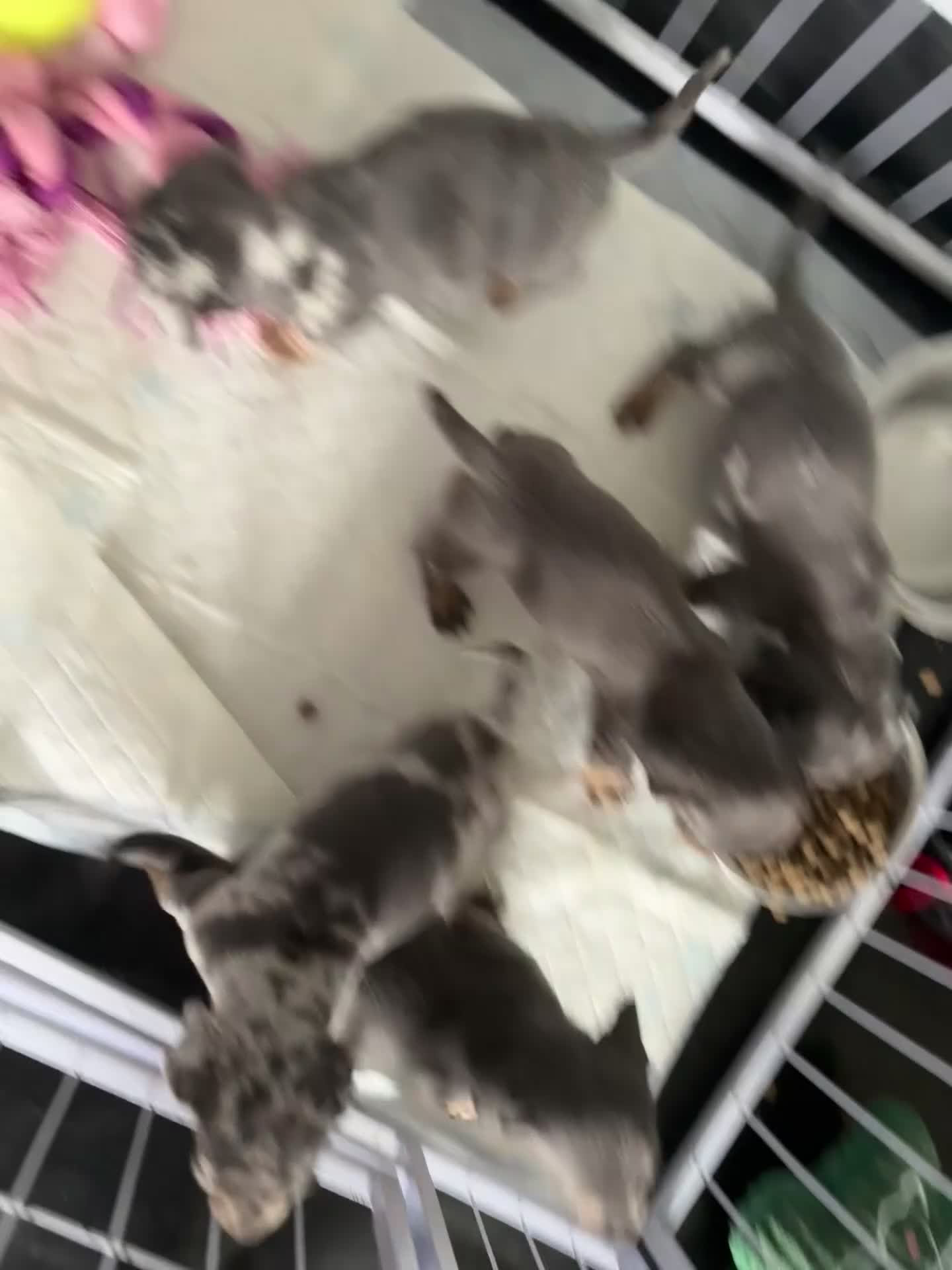 Dachshund dogs for sale: 9 amazing dapple dachshund puppys  - Video 1