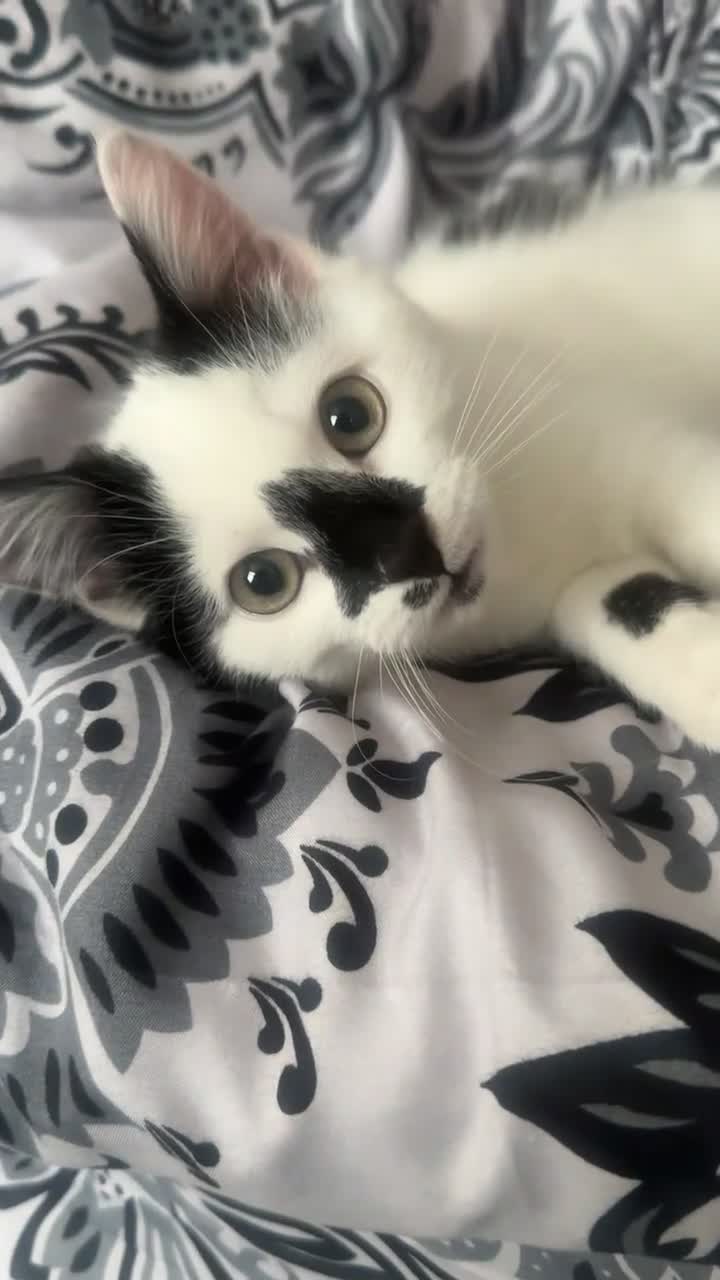 Mixed Breed cats for sale: Black and White Mixed Breed Cat - Video 1