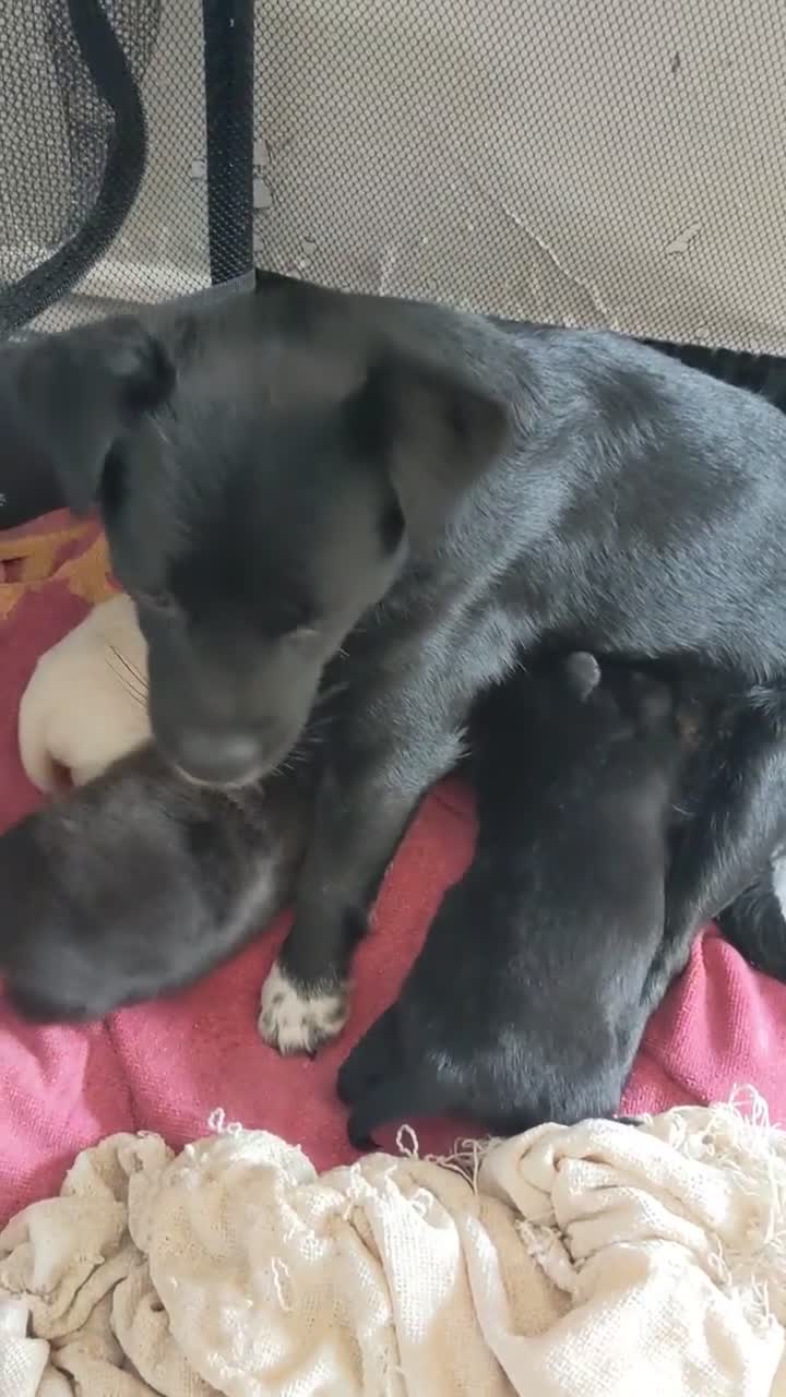 Mixed Breed dogs for sale: PomchixPatterjack pups - Video 1