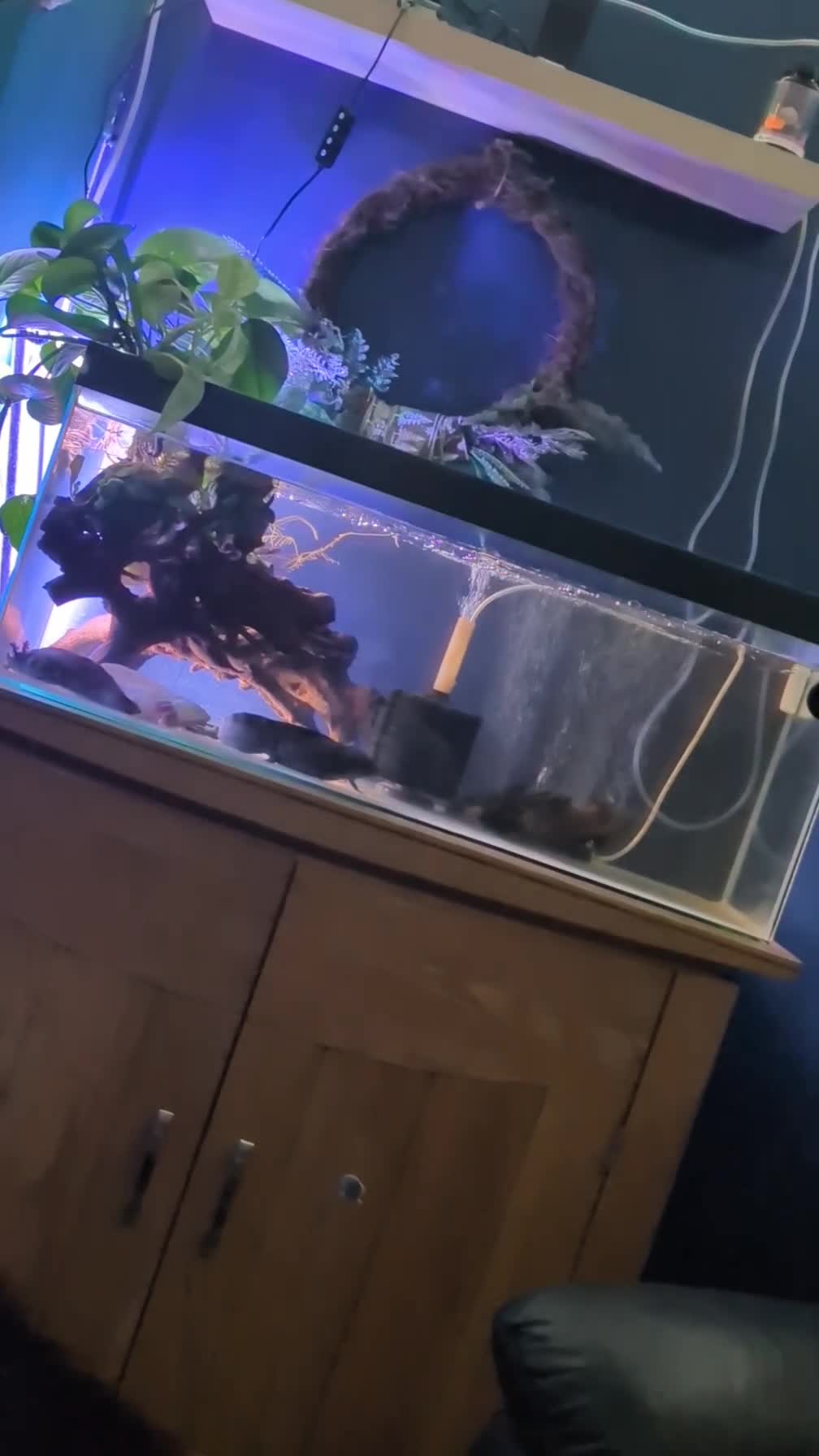 Axolotl reptiles for sale: 3x axolotl with tank  - Video 1