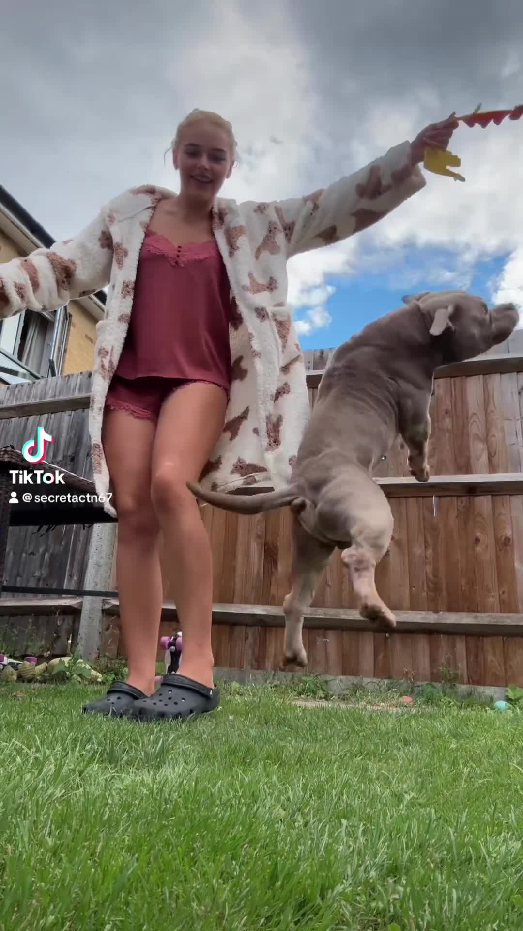 American Bully dogs for sale: Beautiful blue pocket bully boy in Bromley - Video 1