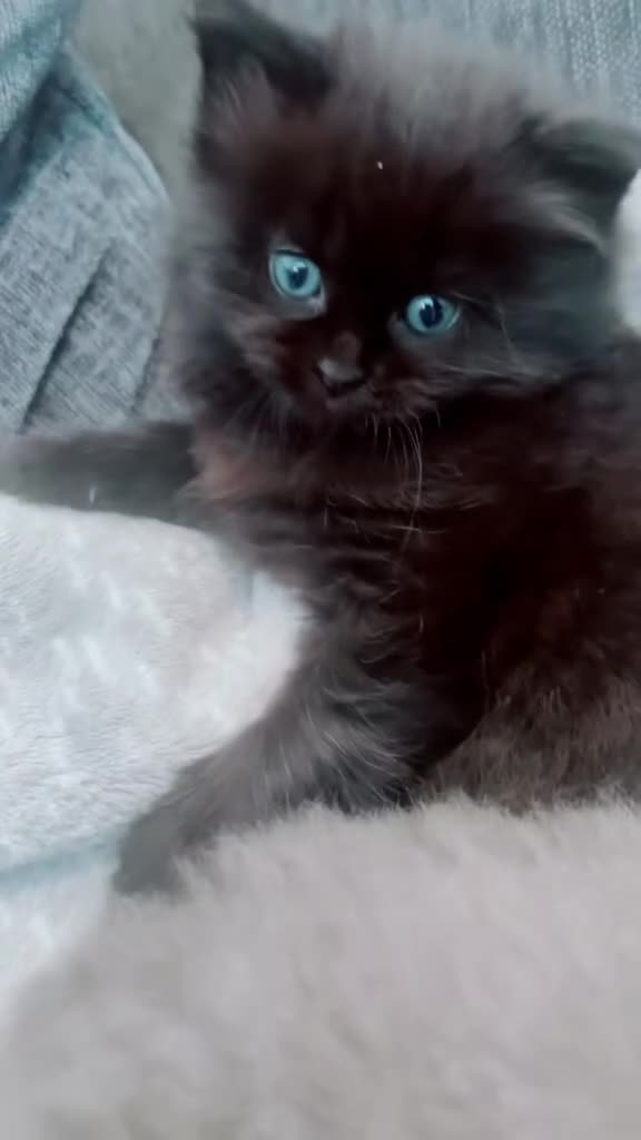 Mixed Breed cats for sale: Gorgeous British Shorthair Mix Kittens  - Video 4