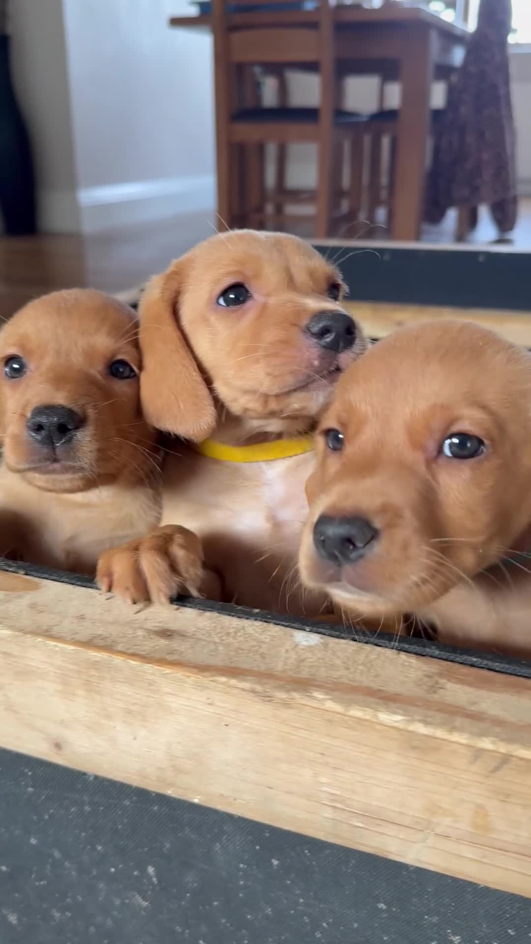Labrador Retriever dogs for sale: Fox Red KC registered Labradors - Video 1