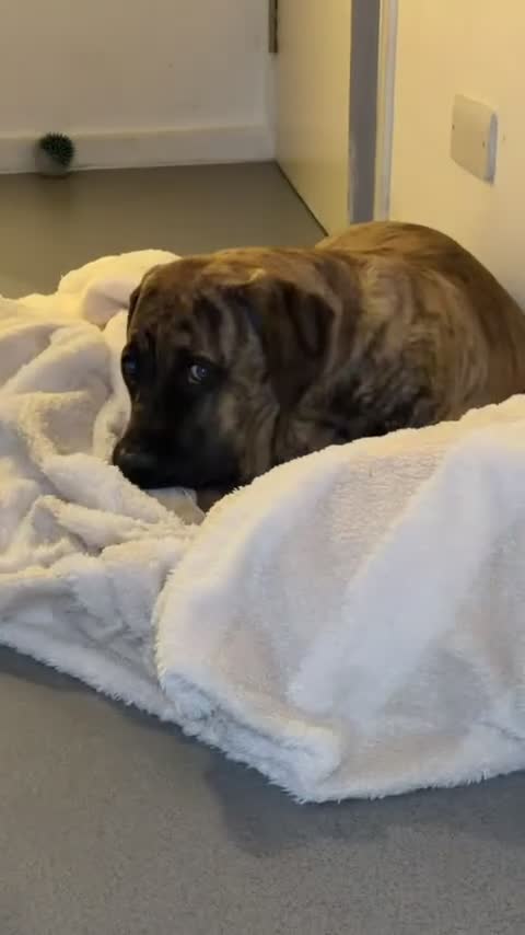 Presa Canario dogs for sale: Draco - Video 3
