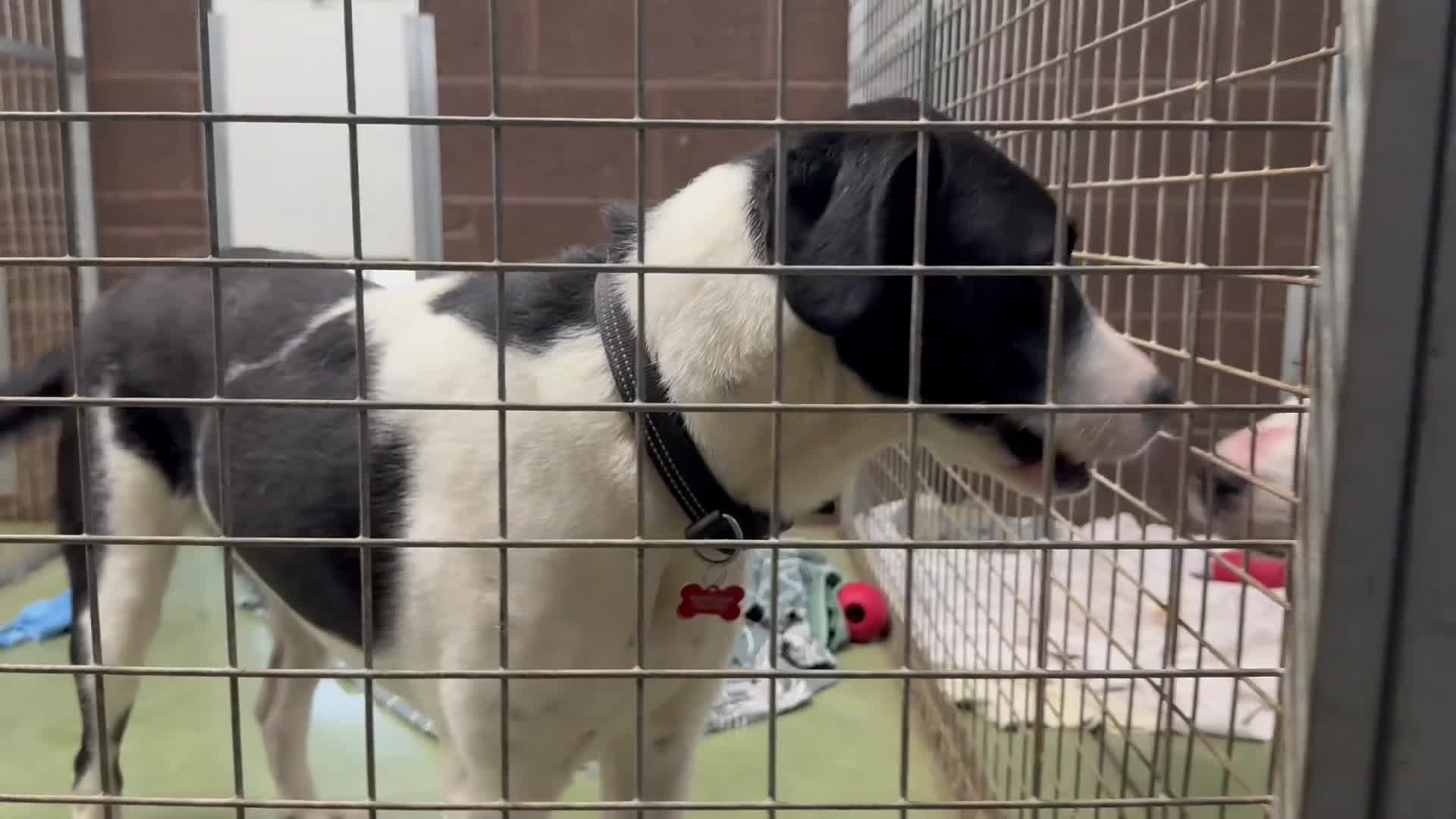 Mixed Breed dogs for adoption: LUCA – TWO YEARS WAITING FOR SOMEONE TO CARE 🐾 - Video 2