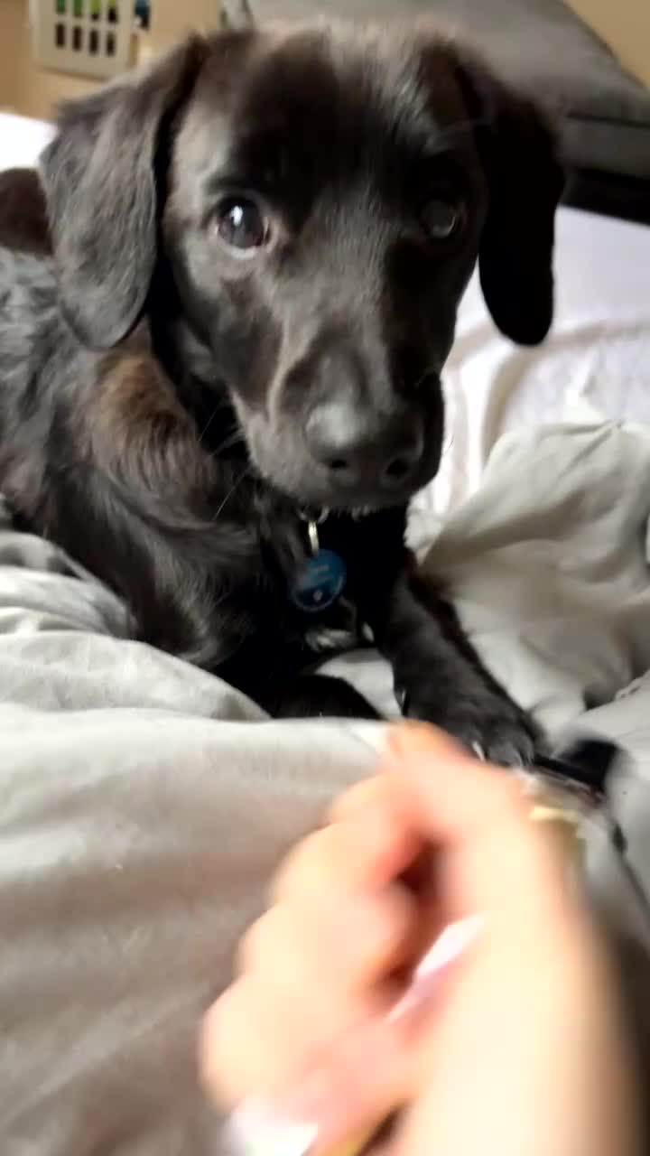 Mixed Breed dogs for sale: 7 Month old Corgipoo - Video 1