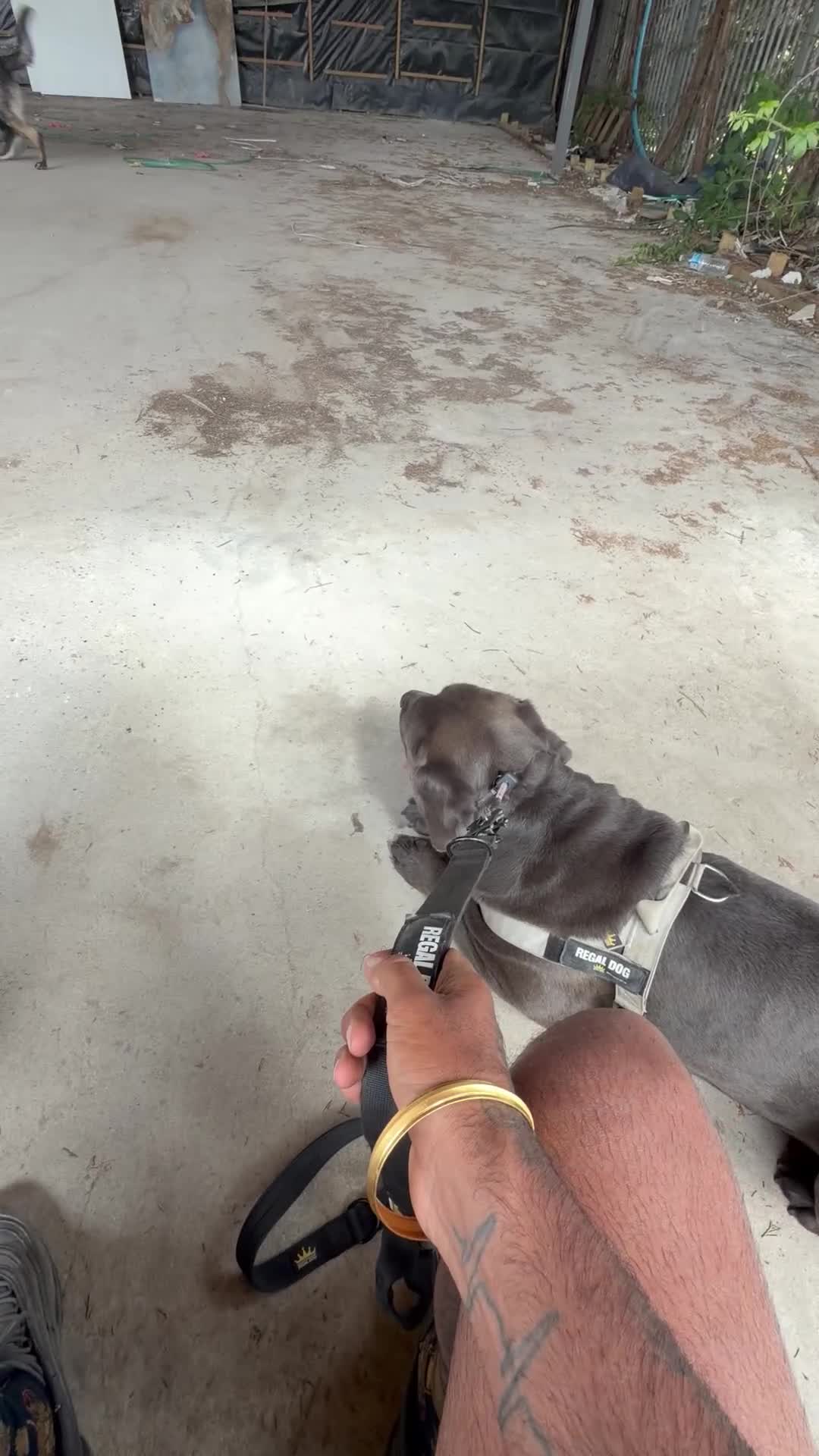 Cane Corso dogs for sale: Working Line Corso  - Video 1
