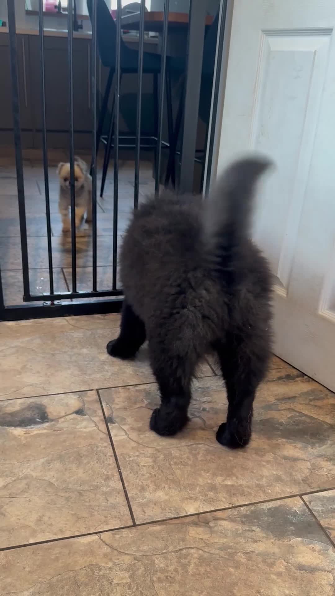 Chow Chow dogs for sale:  🐾 LAST TWO Ready to go STUNNING GIRL chow chows* - Video 1