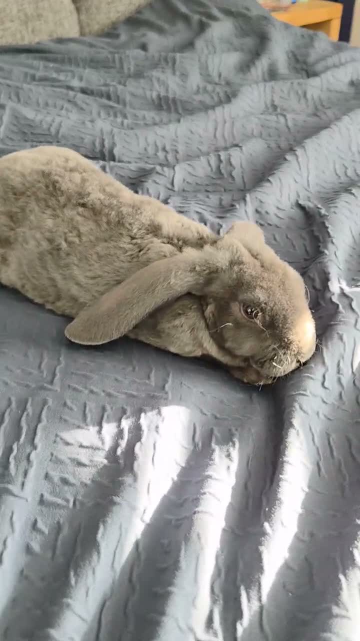 Rex rabbits for sale: Baby Velveteen x plush doe - Video 1