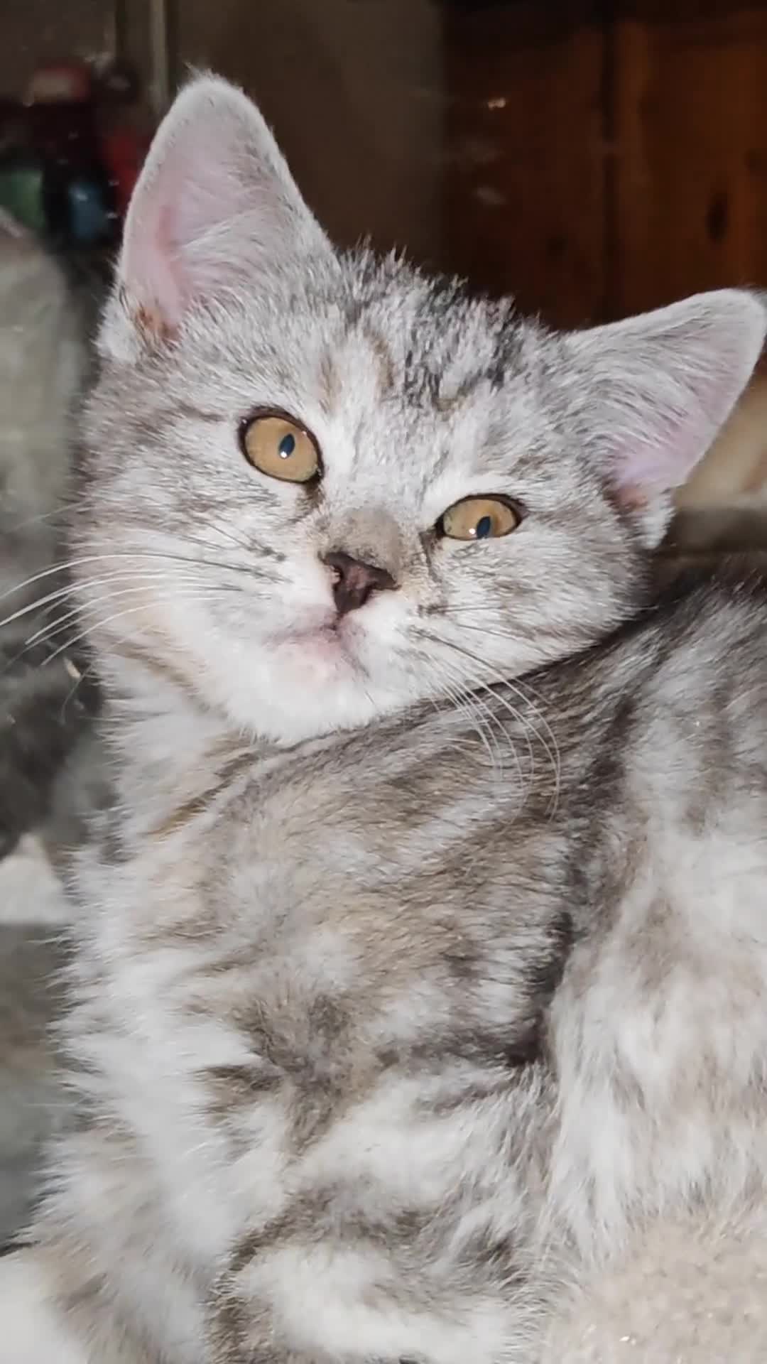 Mixed Breed cats for sale: British Shorthair Mix kittens - Ready Now - Video 1