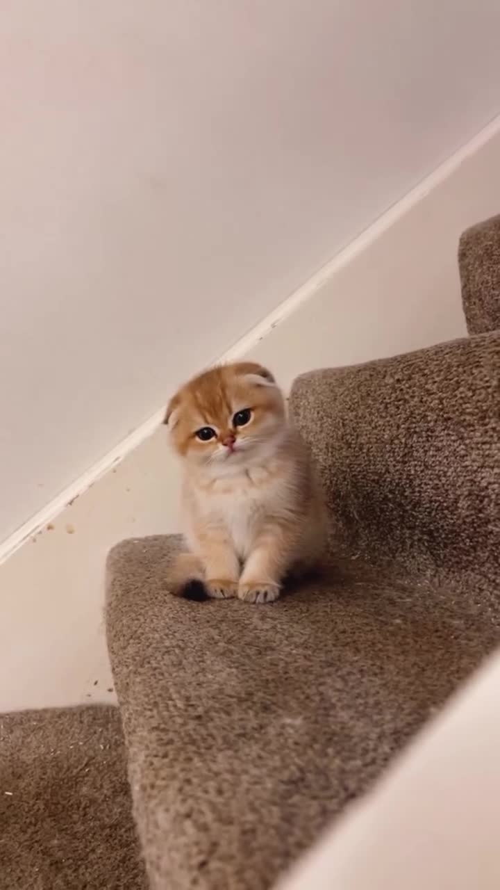 Scottish Fold cats for sale: Scottish fold golden kittens NY11 NY12 - Video 3