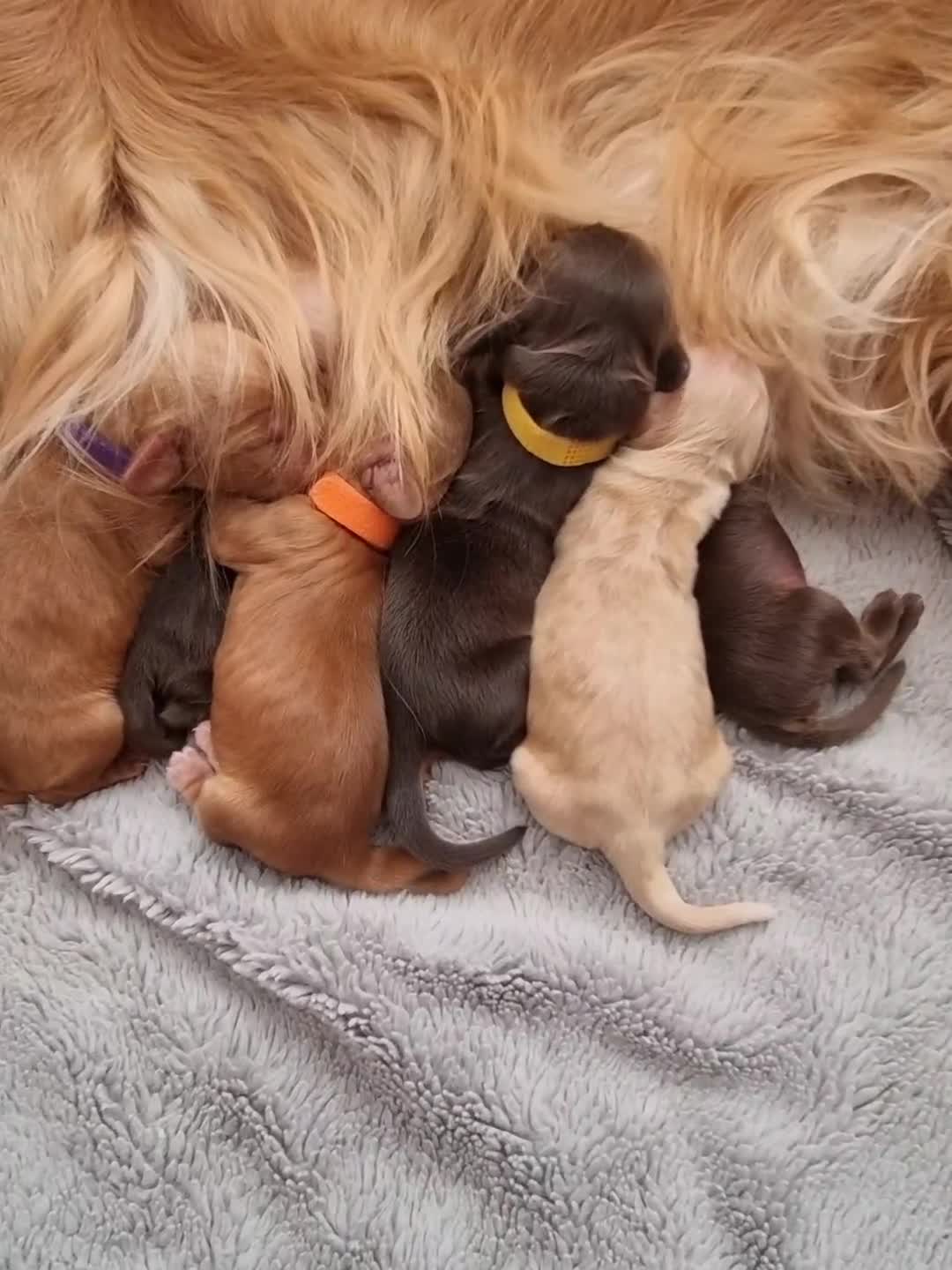 Cocker Spaniel dogs for sale: KC Registered Show cockers  in Doncaster - Video 1