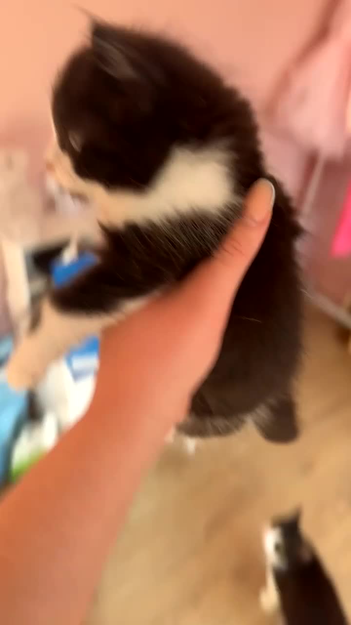 Mixed Breed cats for sale: Kittens - Video 2