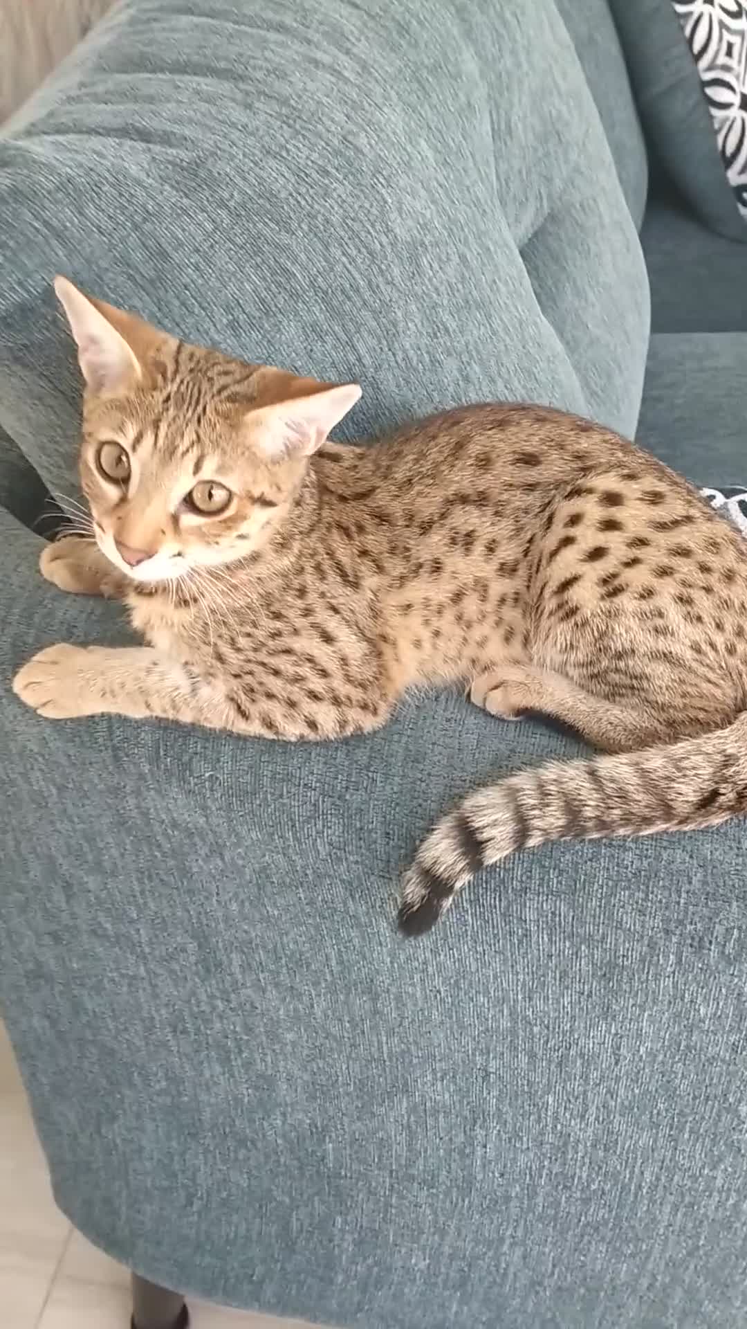 Savannah cats for sale: F3 savannah girls Tica reg + silver boy - Video 2