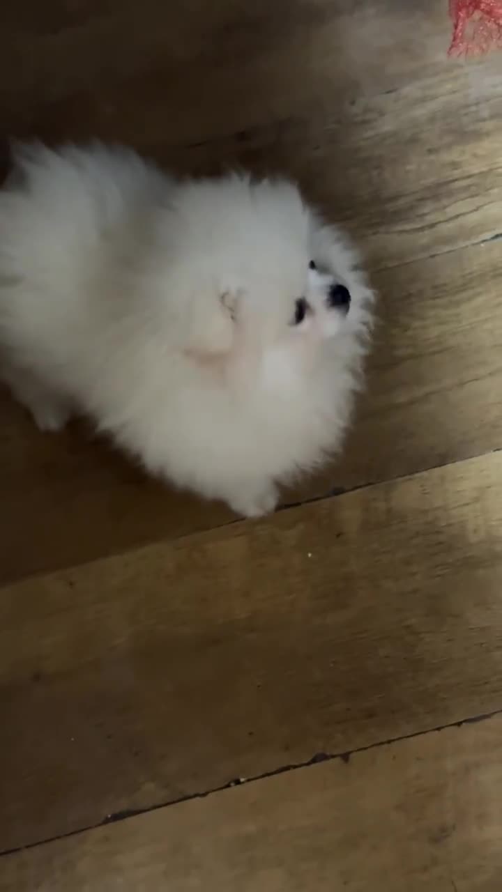 Pomeranian dogs for sale: Poms  - Video 1